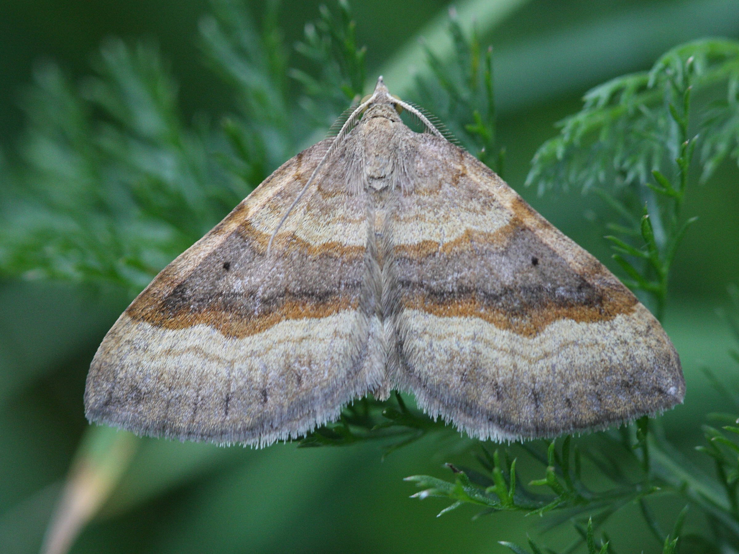 Afficher le média scotopteryx_chenopodiata3bd scotopteryx_chenopodiata3bd