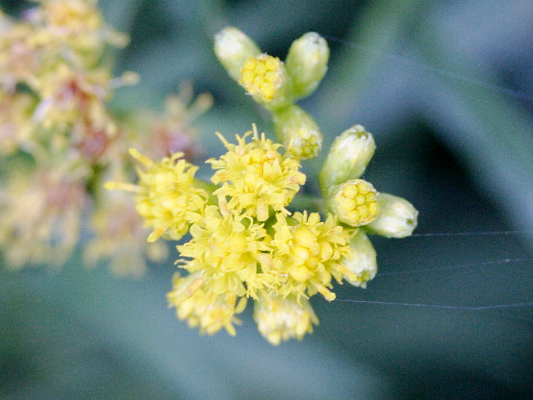 solidago_graminifolia2md