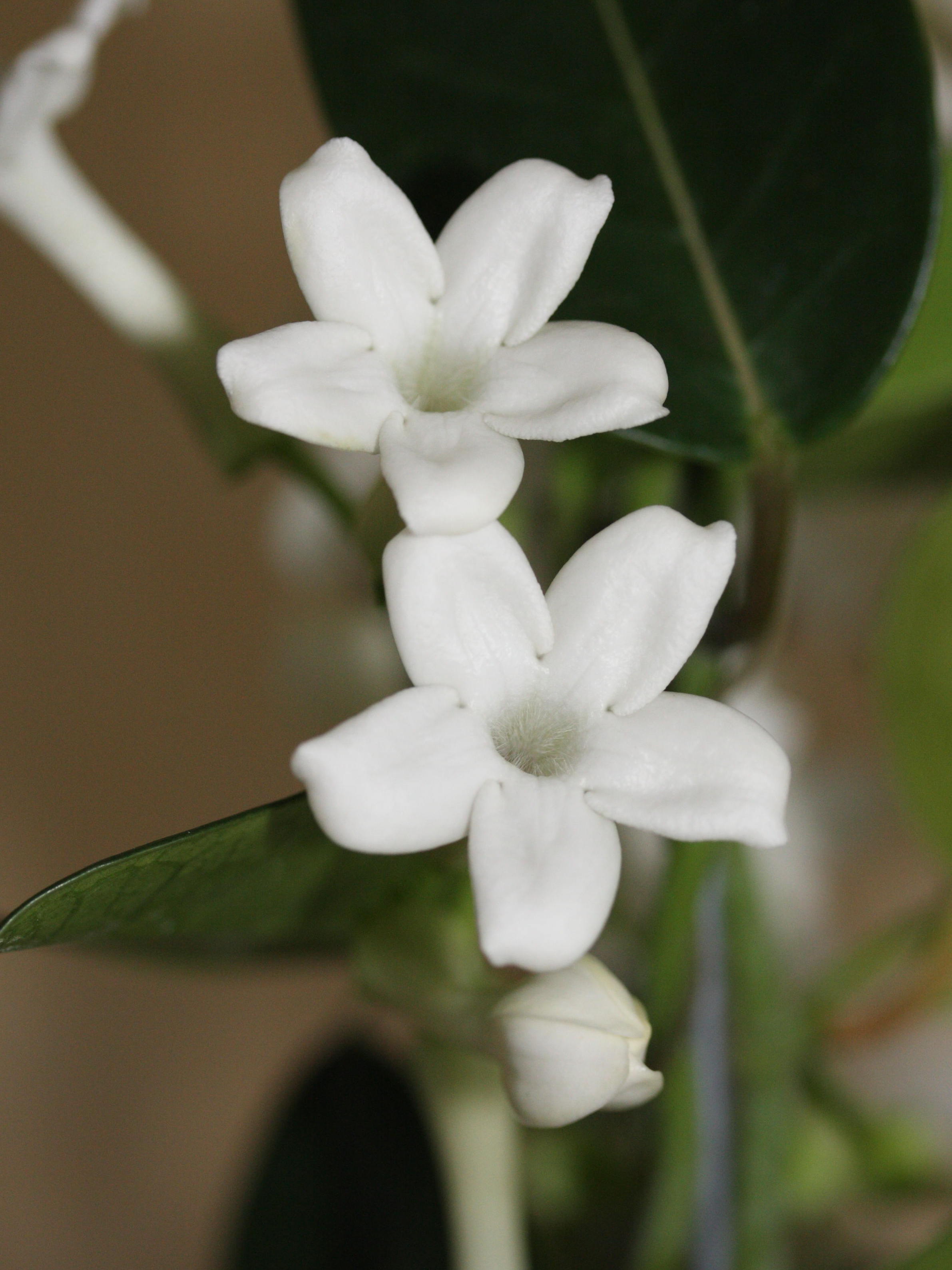 Afficher le média stephanotis_floribunda2md stephanotis_floribunda2md