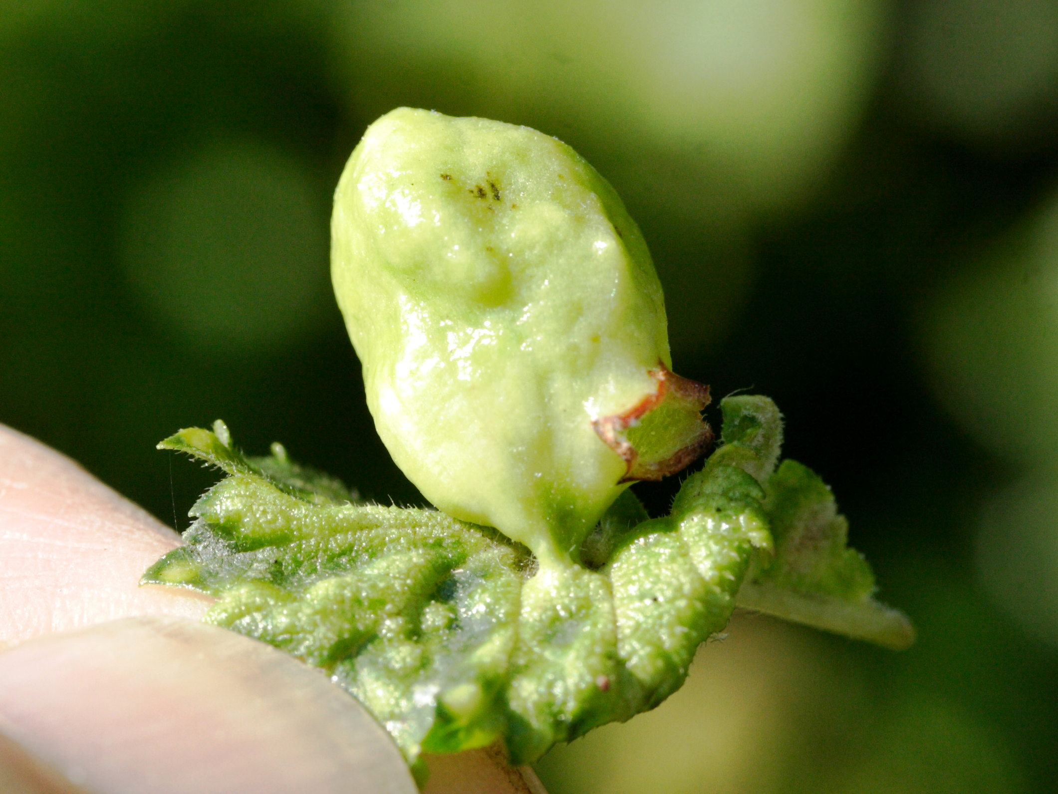 tetraneura_ulmi_galle3md