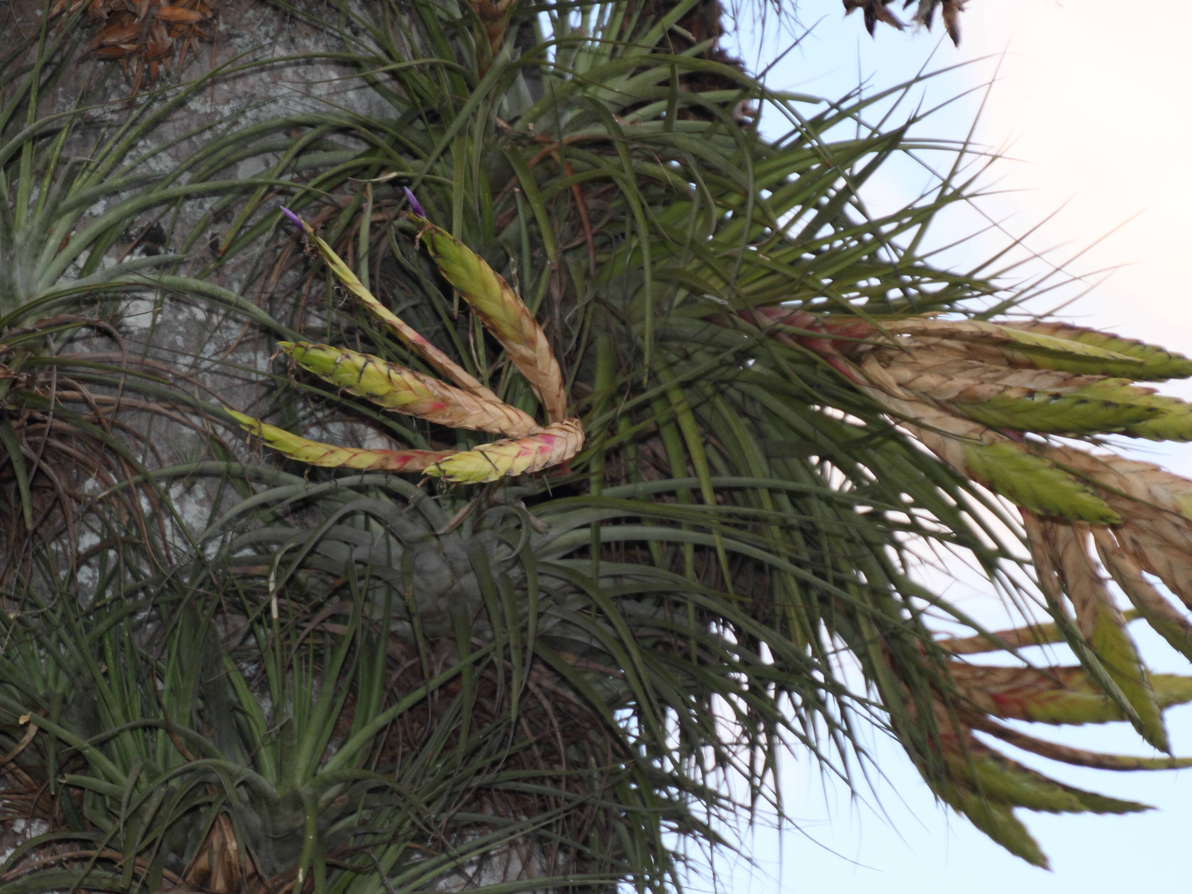 tillandsia_fasciculata1md