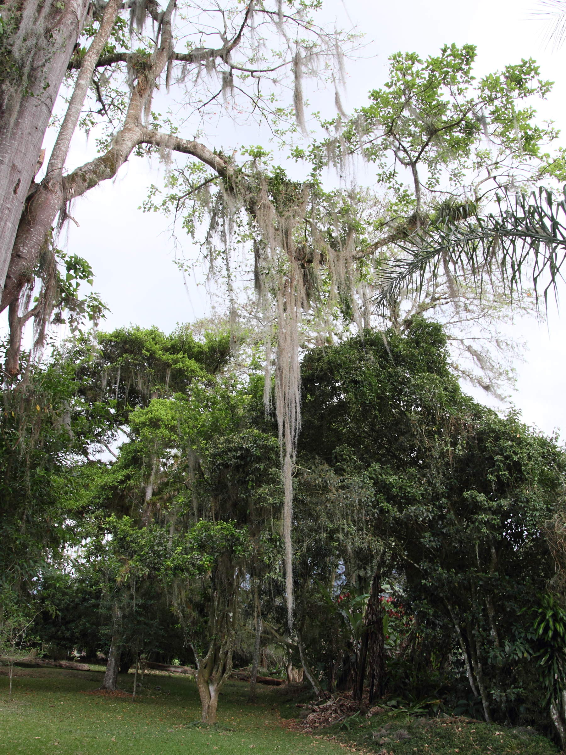 tillandsia_usneoides5md