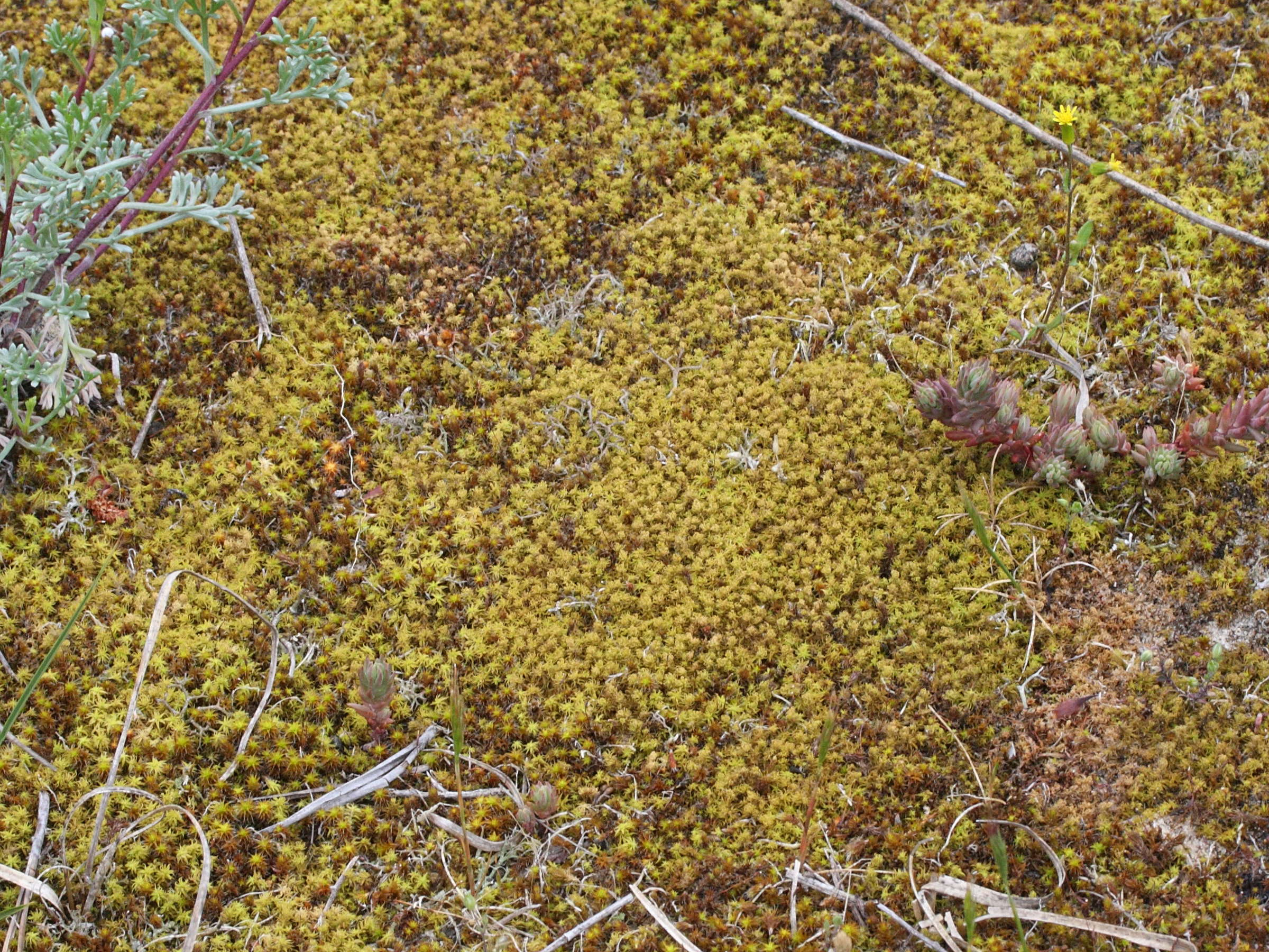 tortula_ruraliformis4md