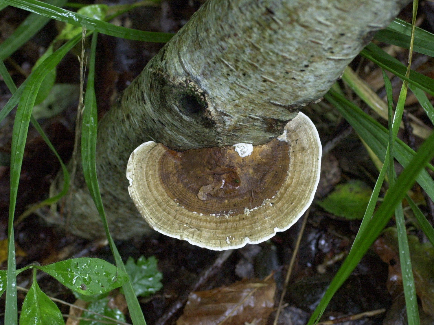 Afficher le média trametes_versicolor2bd trametes_versicolor2bd