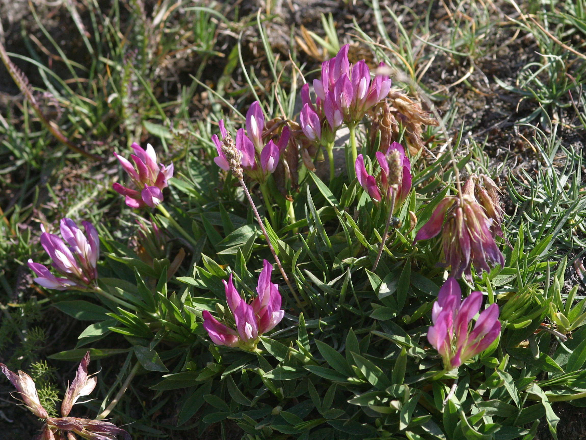 trifolium_alpinum1md