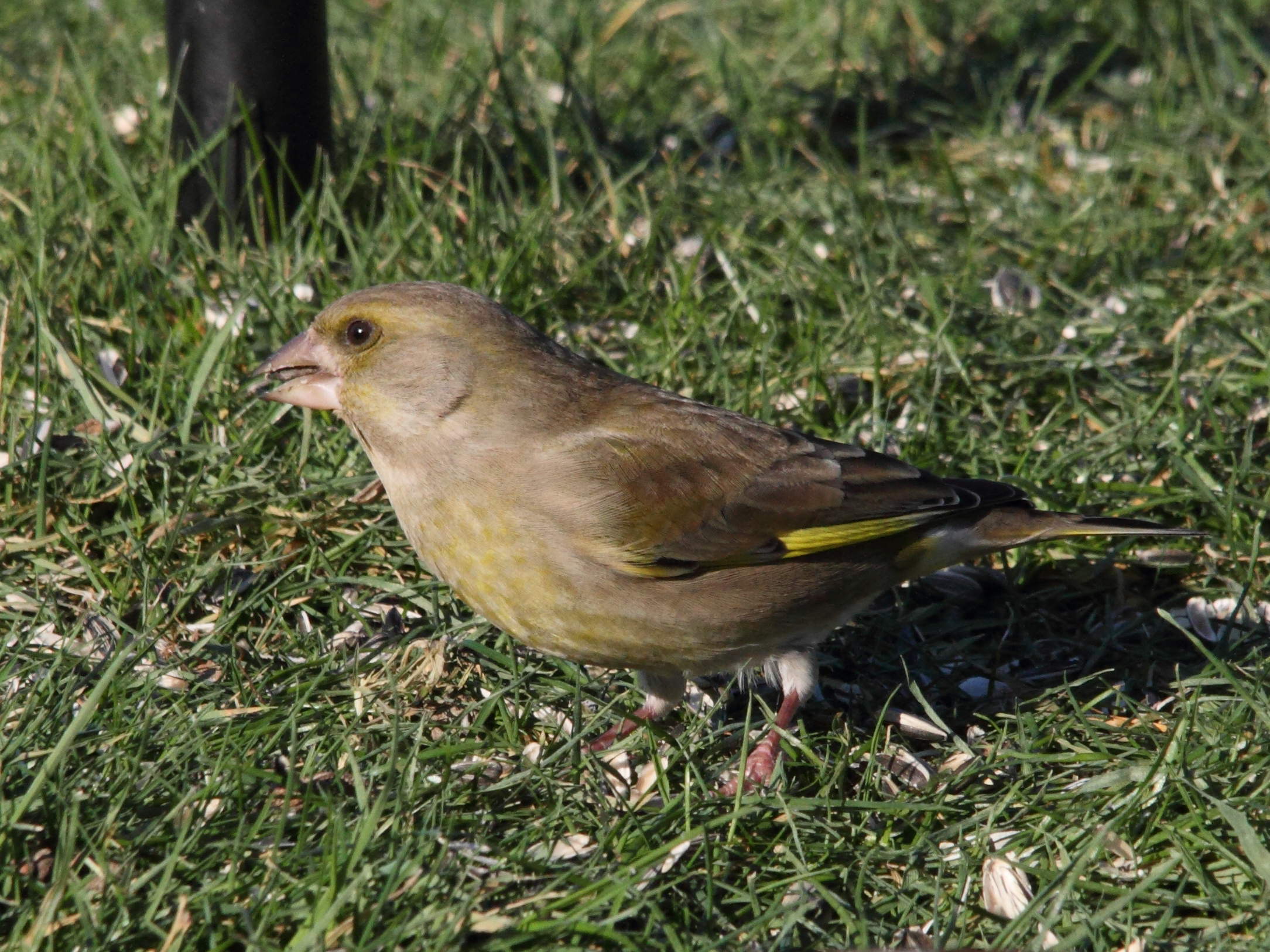 verdier_d-europe_-_carduelis_chloris5bd