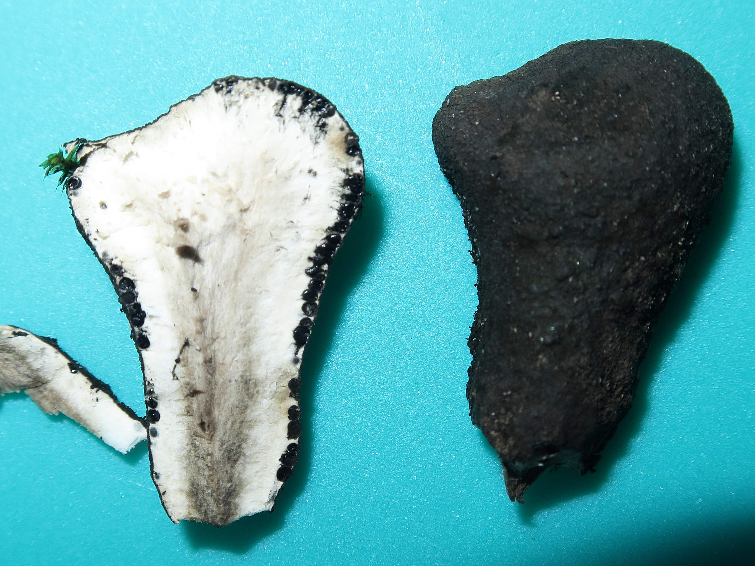 Afficher le média xylaria_polymorpha3md xylaria_polymorpha3md