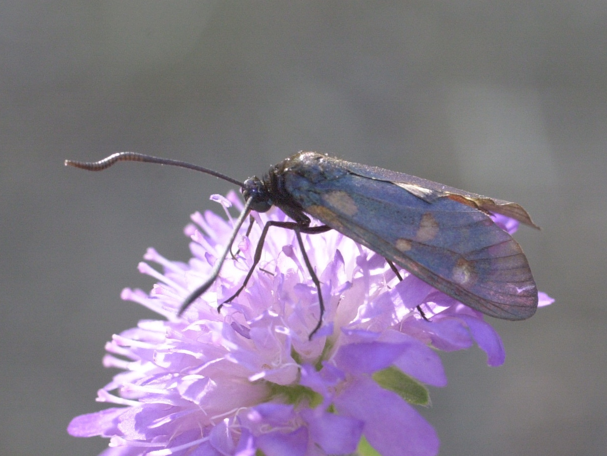 Afficher le média zygaena_viciae2md zygaena_viciae2md