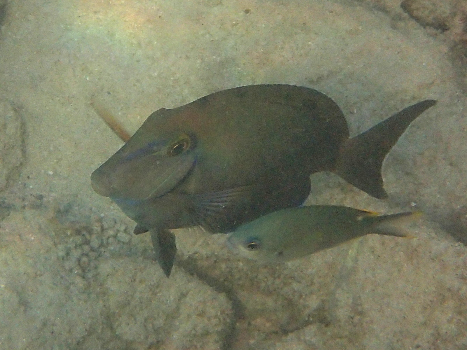 Afficher le média acanthurus_bahianus3sd acanthurus_bahianus3sd