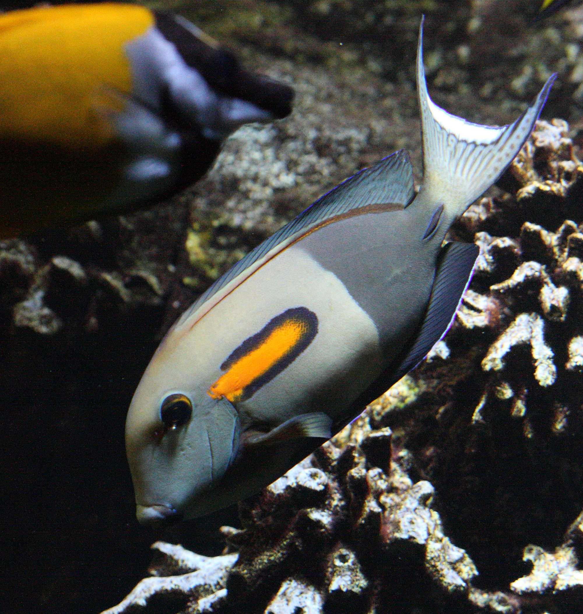 acanthurus_olivaceus1bd