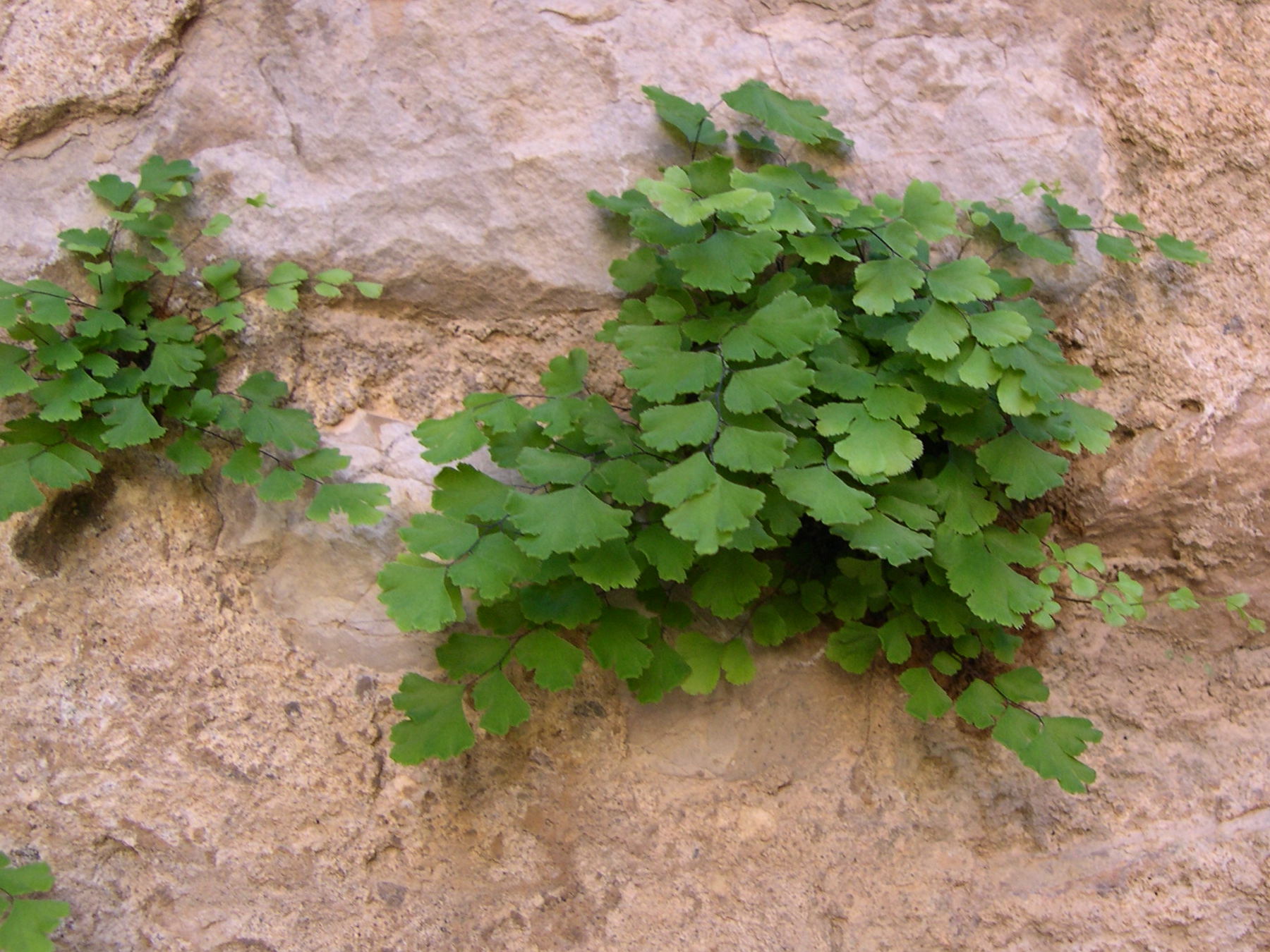 Afficher le média adiantum_capillus-veneris1amd adiantum_capillus-veneris1amd