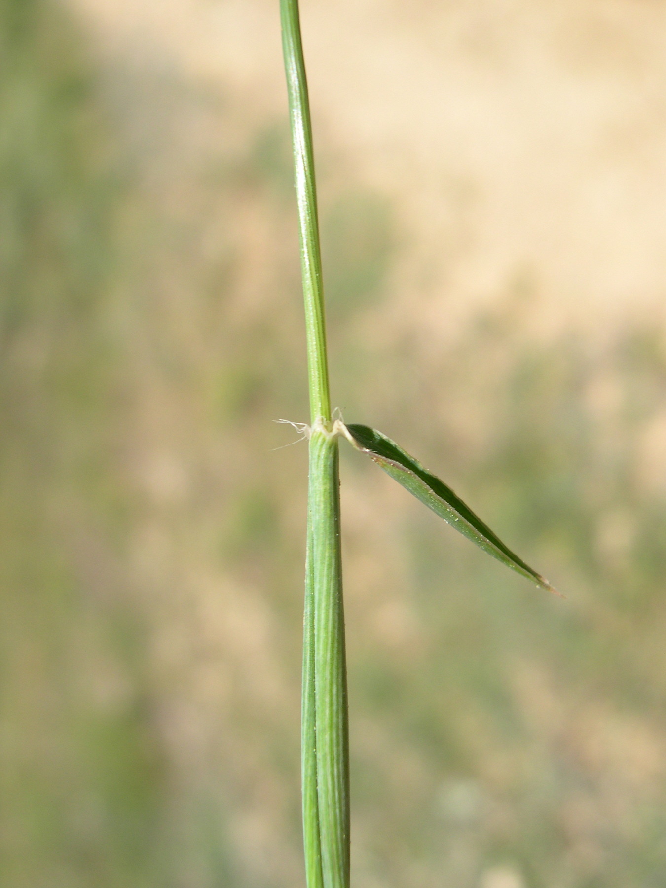 aegilops_ovata2md