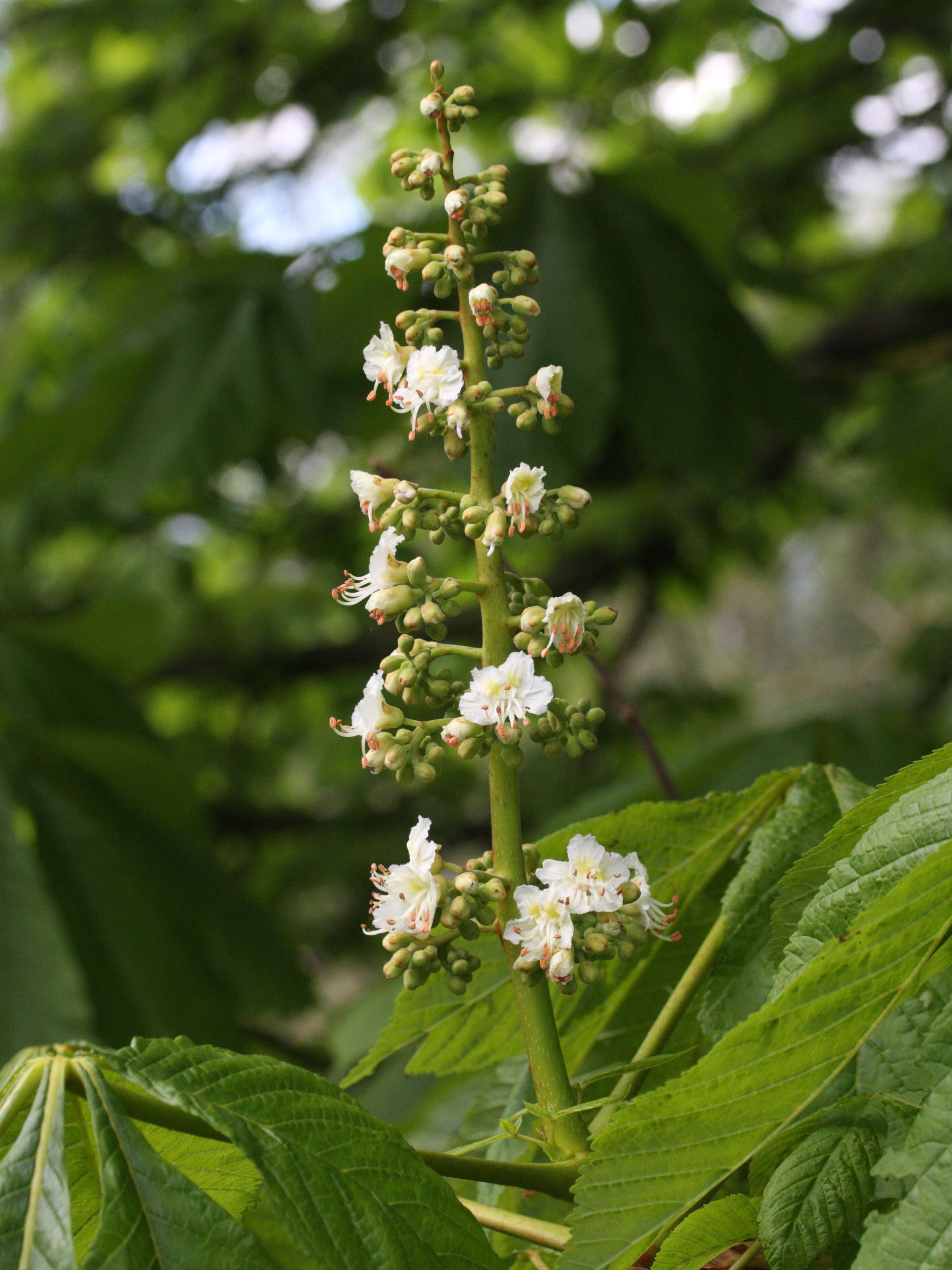 Afficher le média aesculus_hippocastanum3md aesculus_hippocastanum3md
