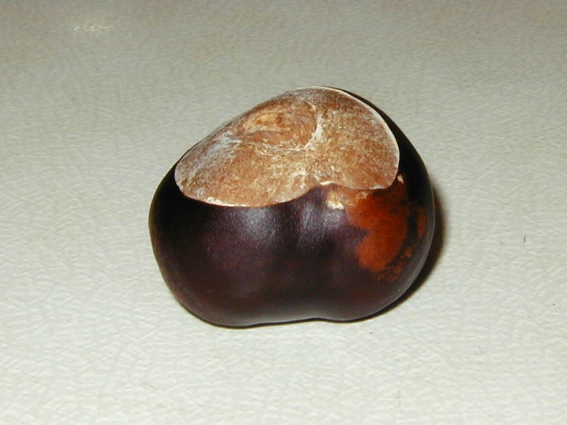 Afficher le média aesculus_hippocastanum6md aesculus_hippocastanum6md