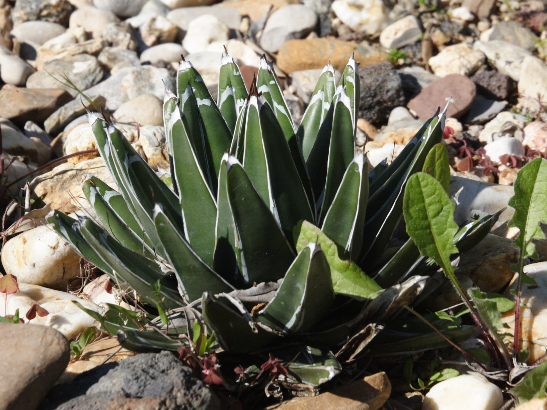 agave_victoriae-reginae1md