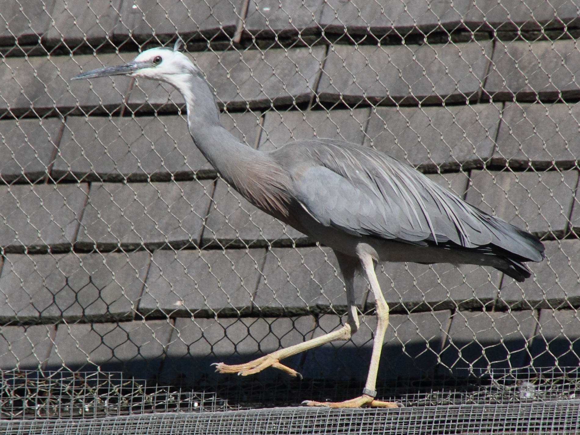 aigrette_a_face_blanche_-_egretta_novaehollandiae2md