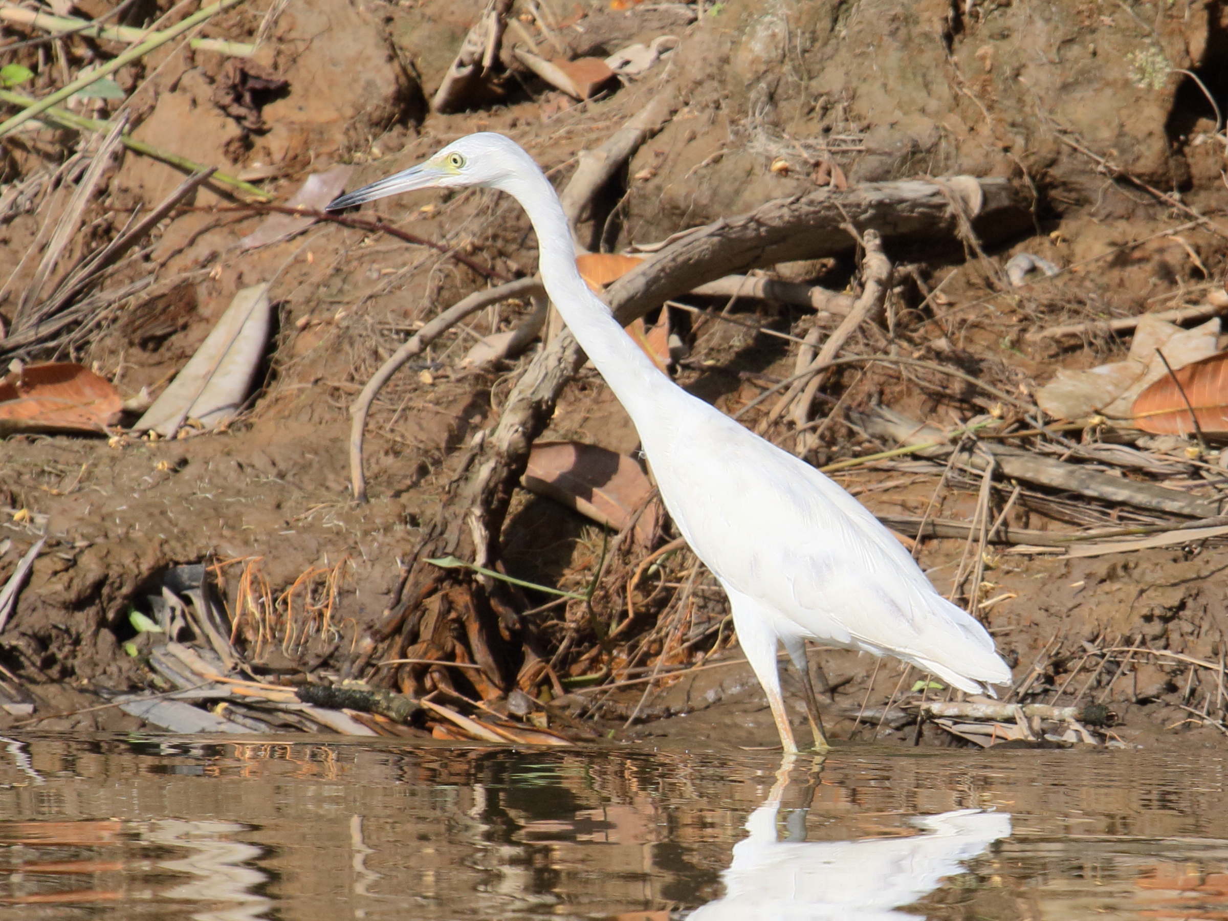 aigrette_bleue_-_egretta_caerulea1bd