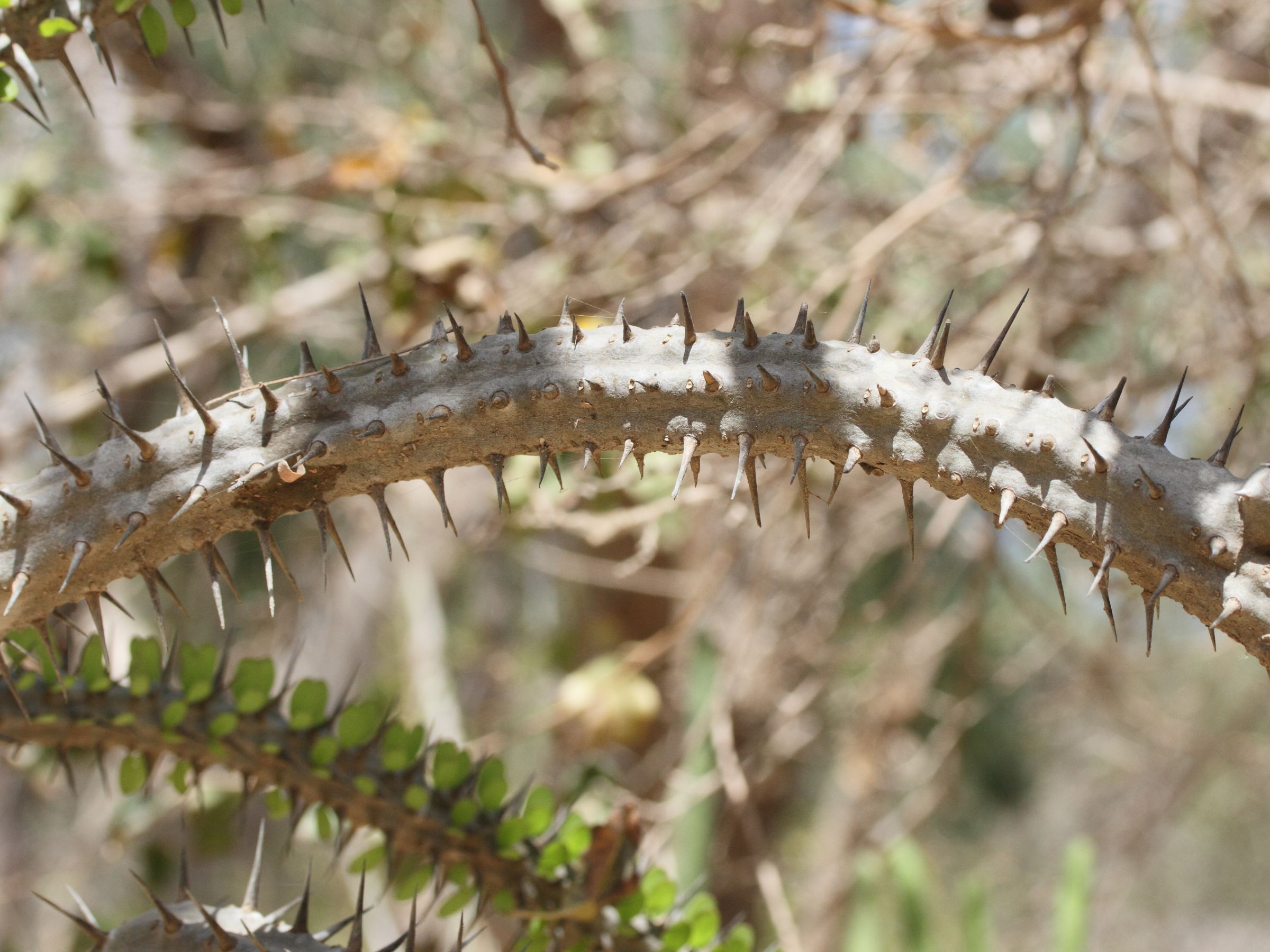 alluaudia_procera3md