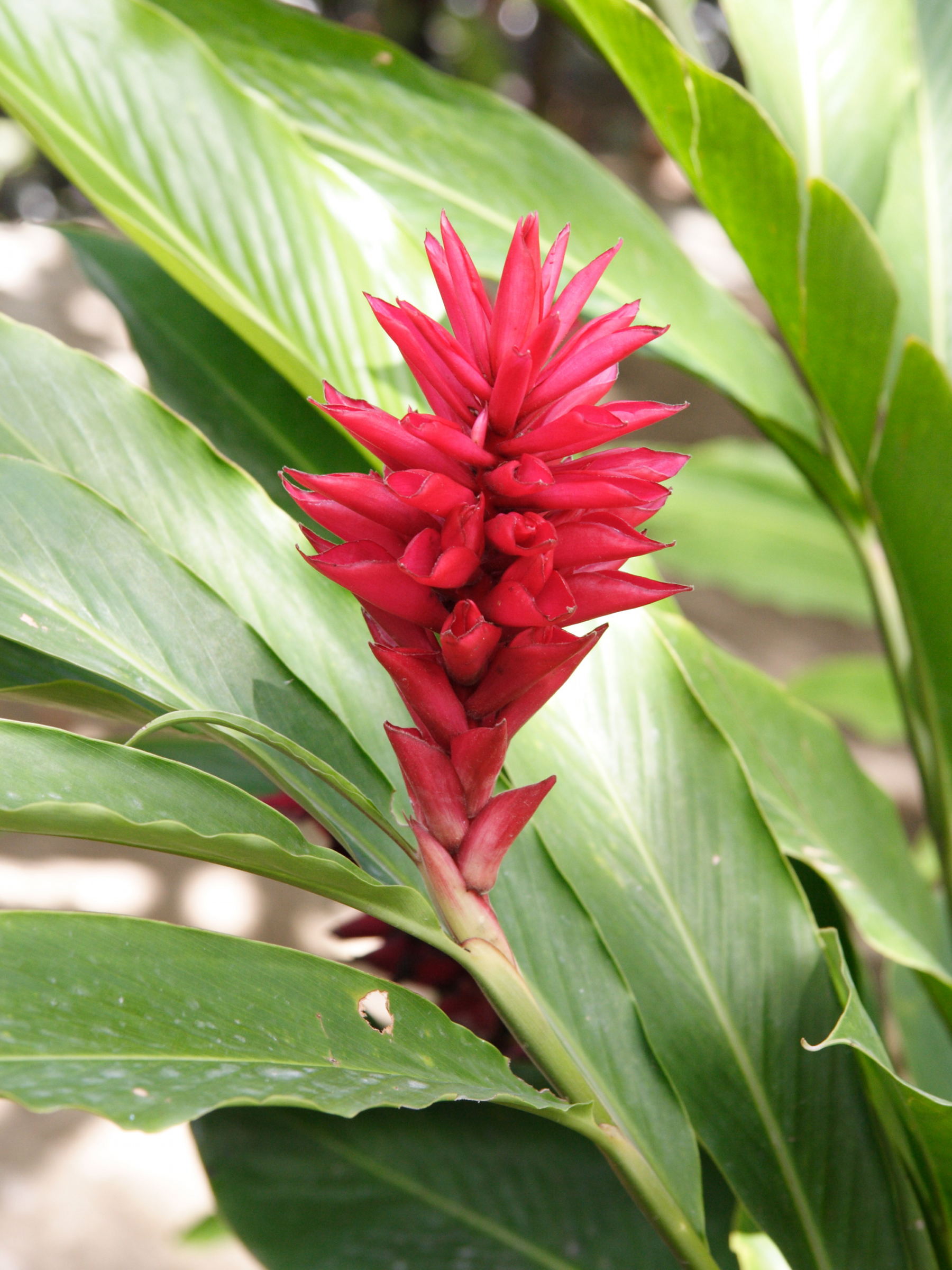 alpinia_purpurata4md
