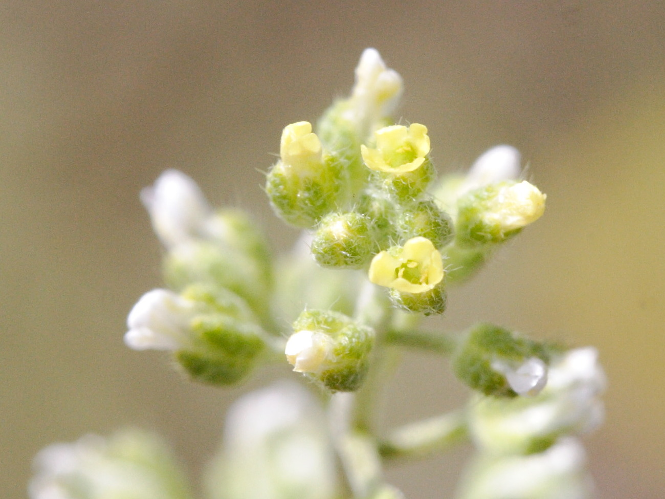 Afficher le média alyssum_alyssoides3md alyssum_alyssoides3md