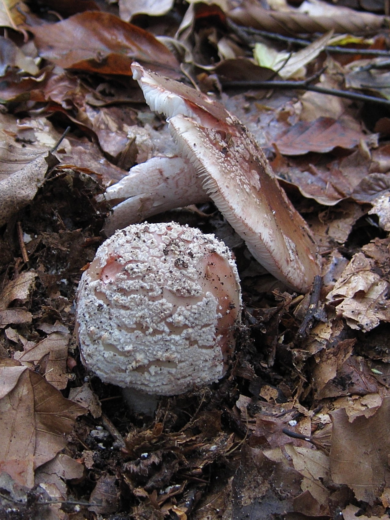 Afficher le média amanita_rubescens1abd amanita_rubescens1abd