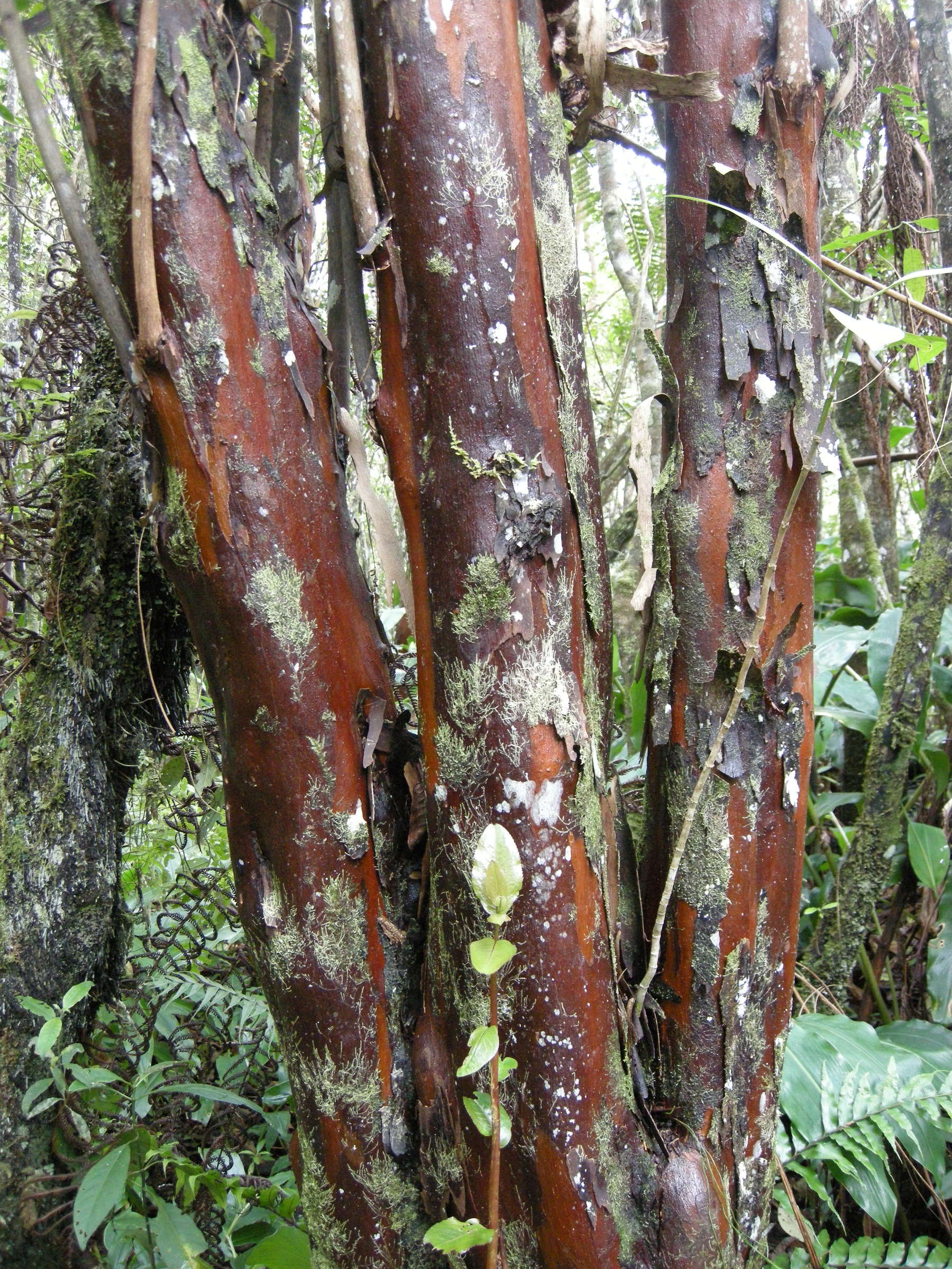 aphloia_theiformis1md