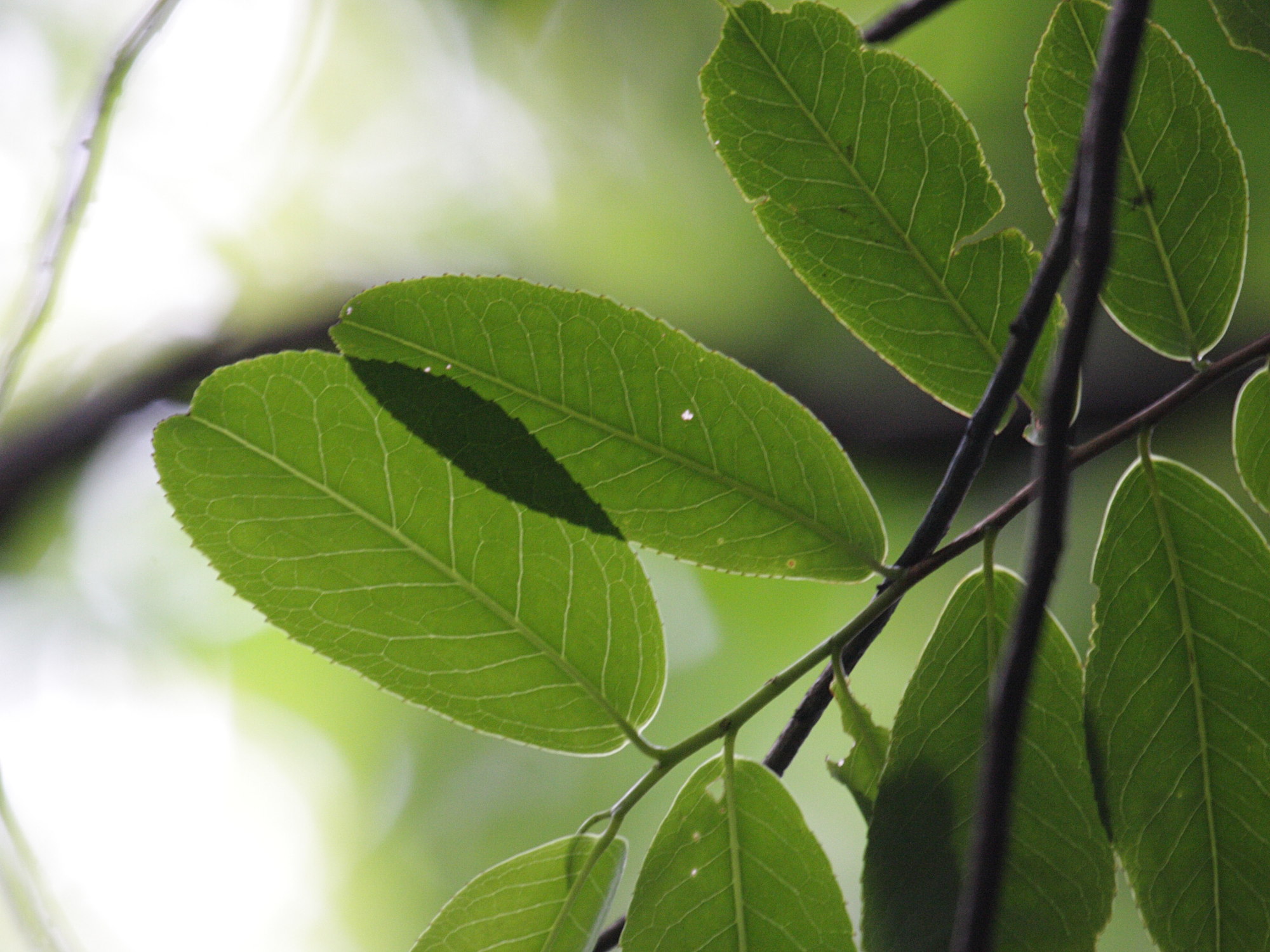 aphloia_theiformis2md