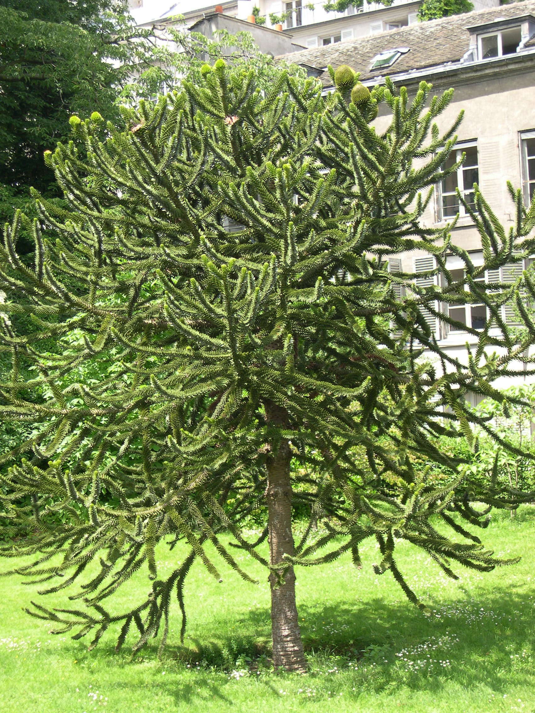 Afficher le média araucaria_araucana3md araucaria_araucana3md