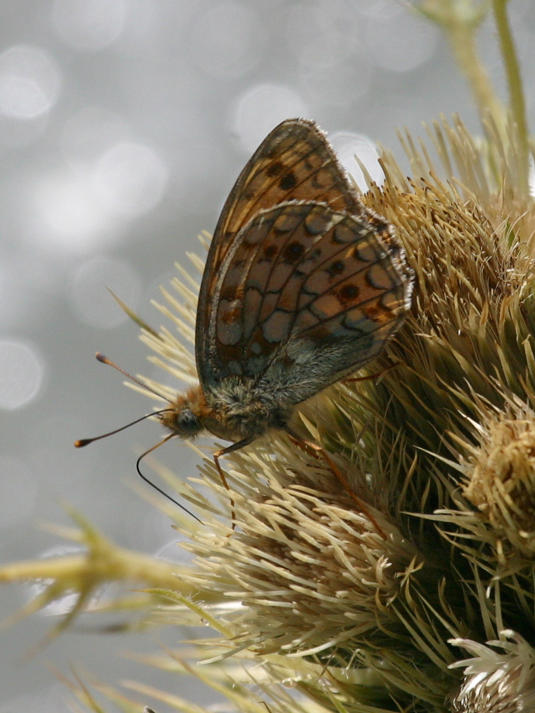 argynnis_niobe1bd