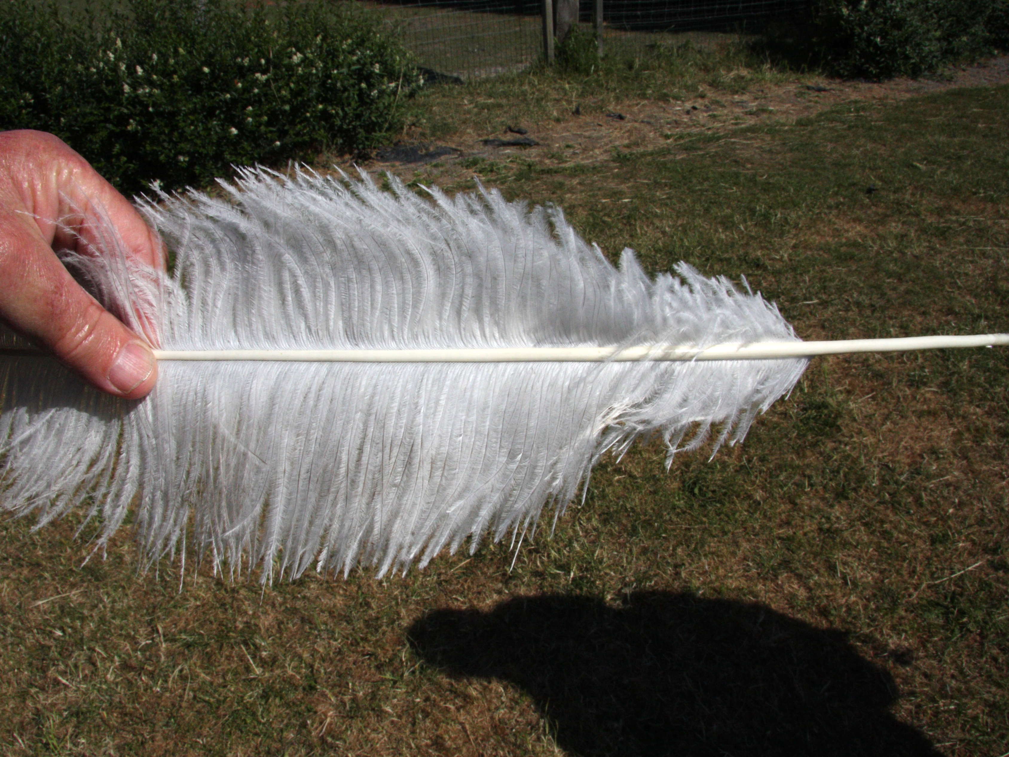 autruche_d-afrique_-_struthio_camelus6md