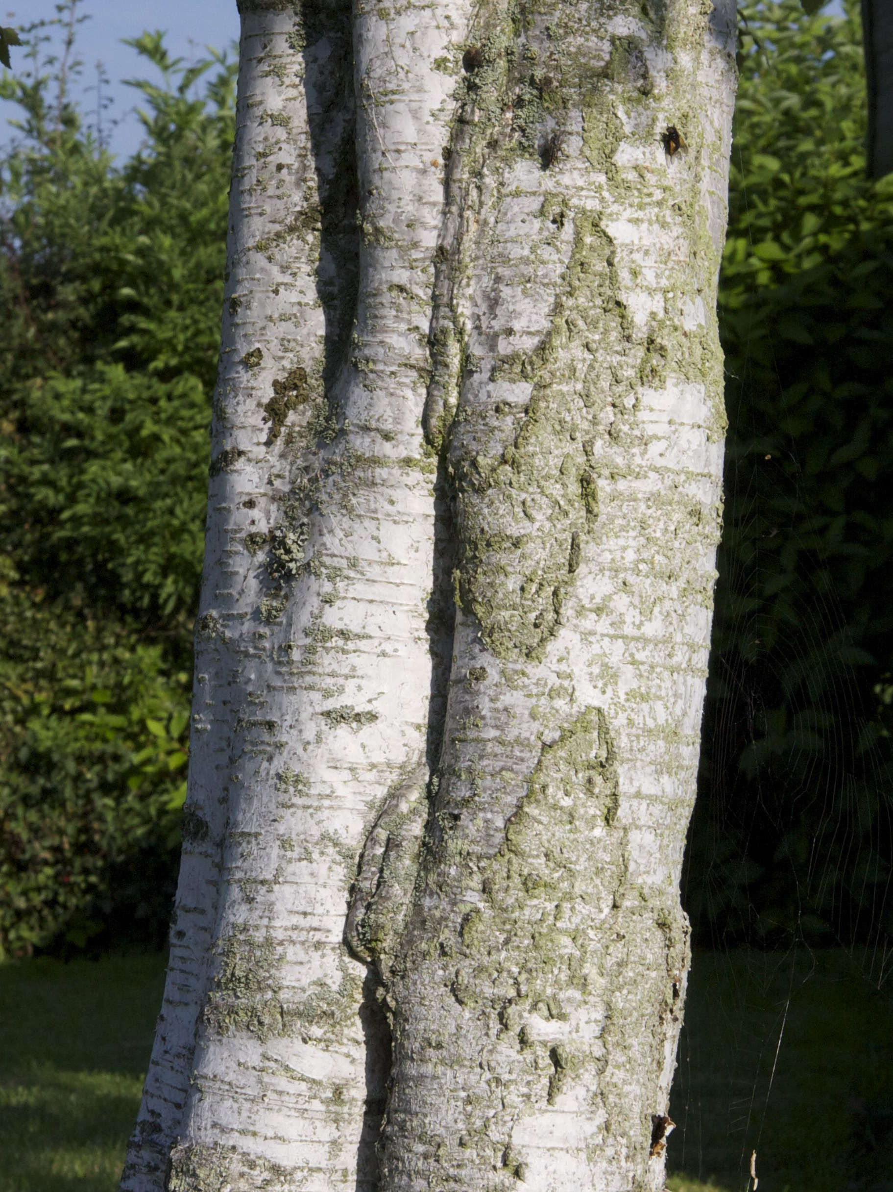 betula_pendula2md