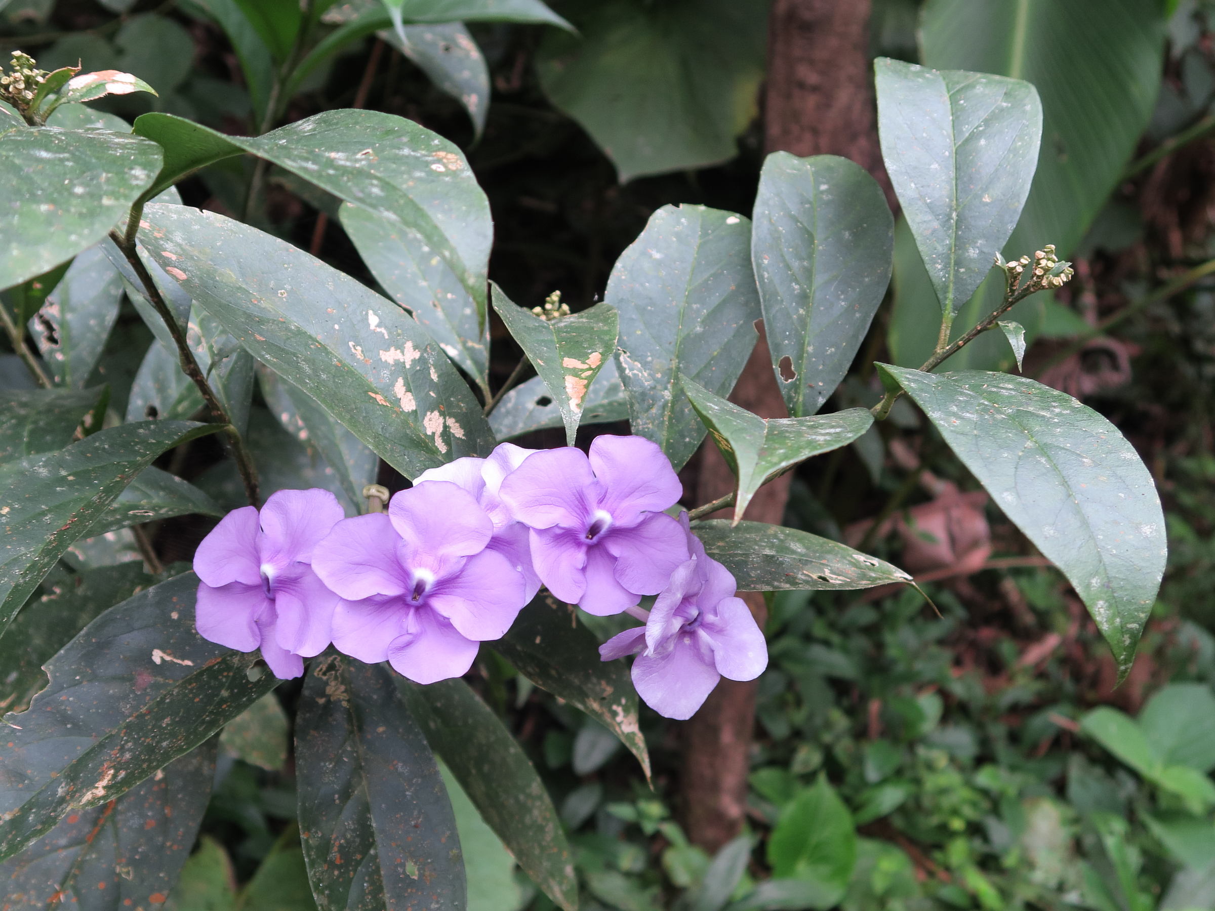 Afficher le média brunfelsia_grandiflora2md brunfelsia_grandiflora2md