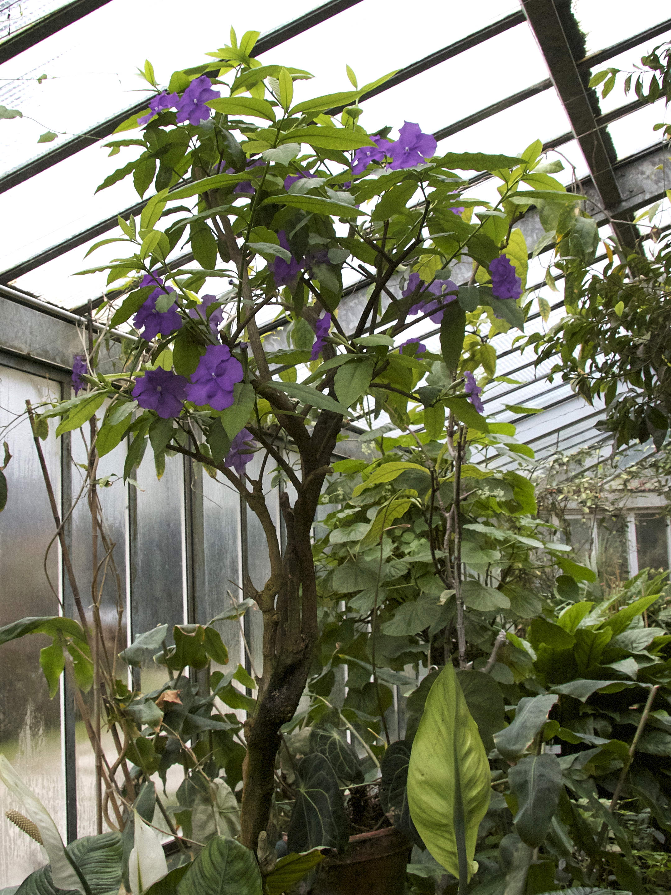 Afficher le média brunfelsia_pauciflora3bd brunfelsia_pauciflora3bd