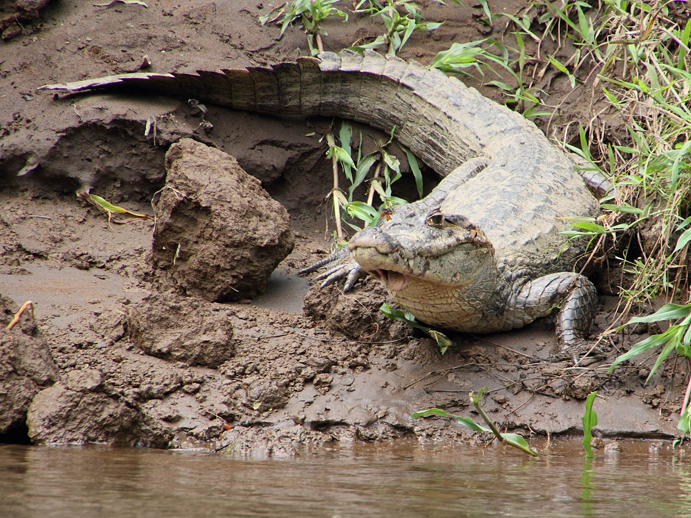 Afficher le média caiman_crocodilus7md caiman_crocodilus7md