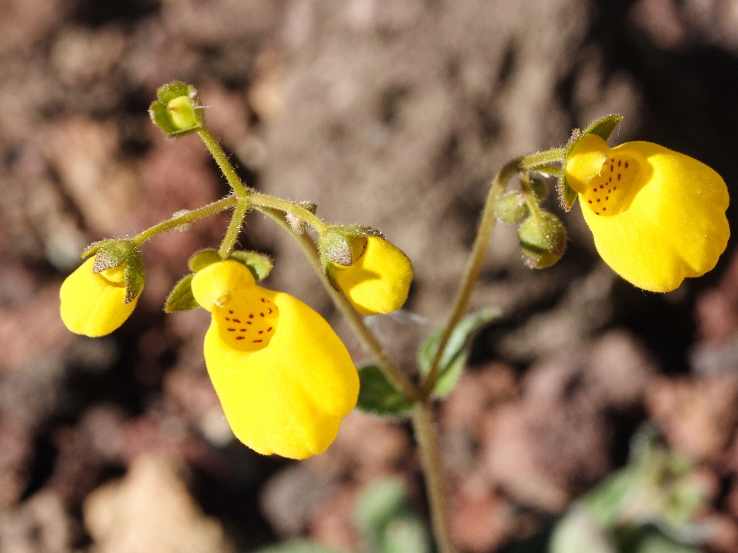 Afficher le média calceolaria_corymbosa_corymbosa2md calceolaria_corymbosa_corymbosa2md