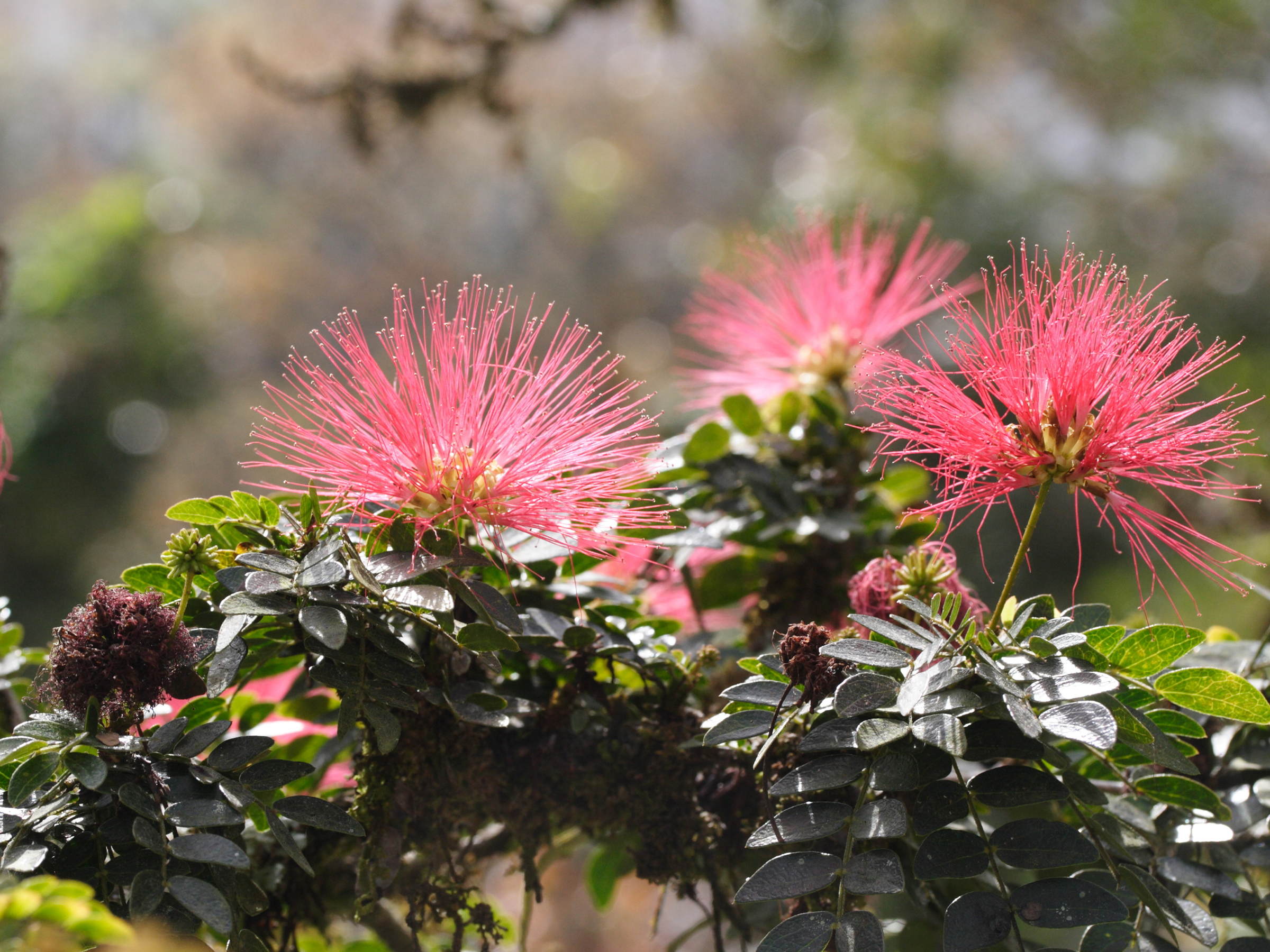 calliandra_purpurea1md