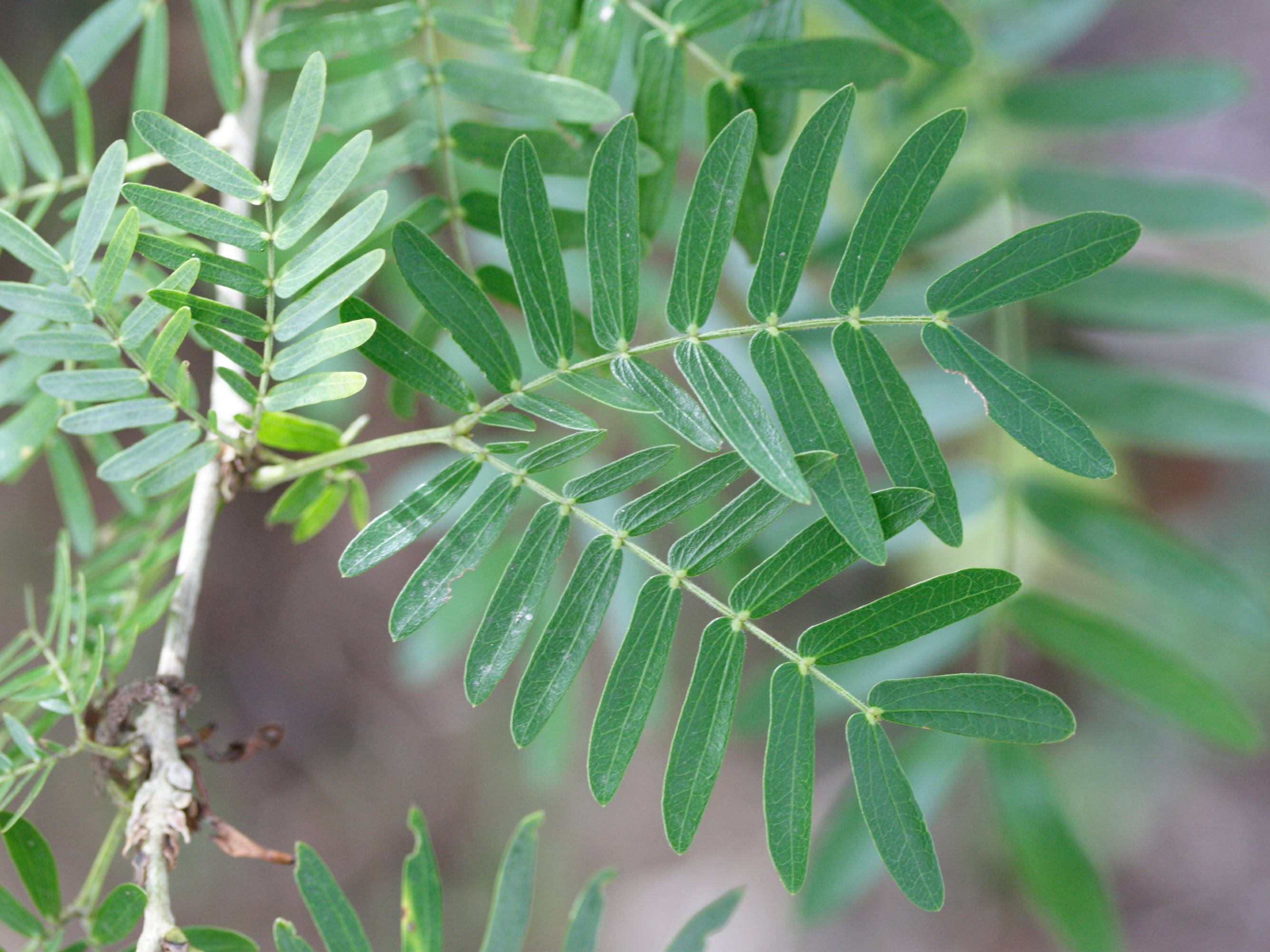 Afficher le média calliandra_surinamensis4md calliandra_surinamensis4md