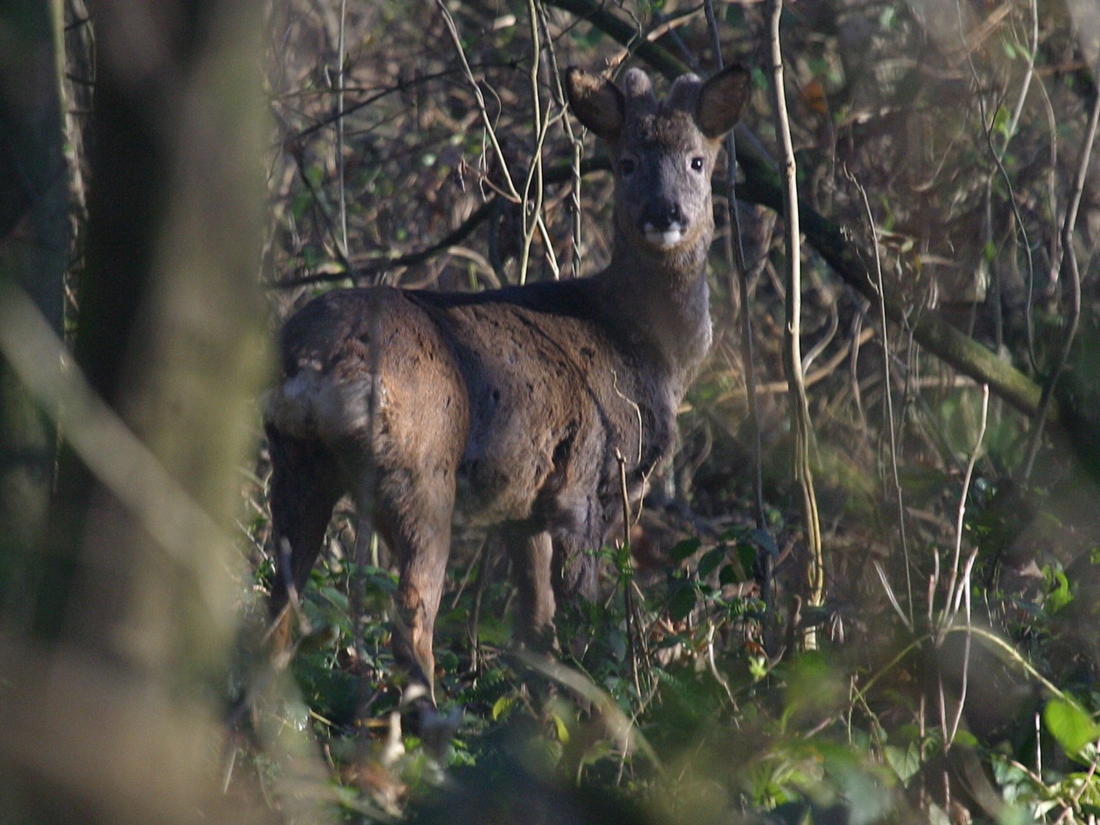 capreolus_capreolus5bd