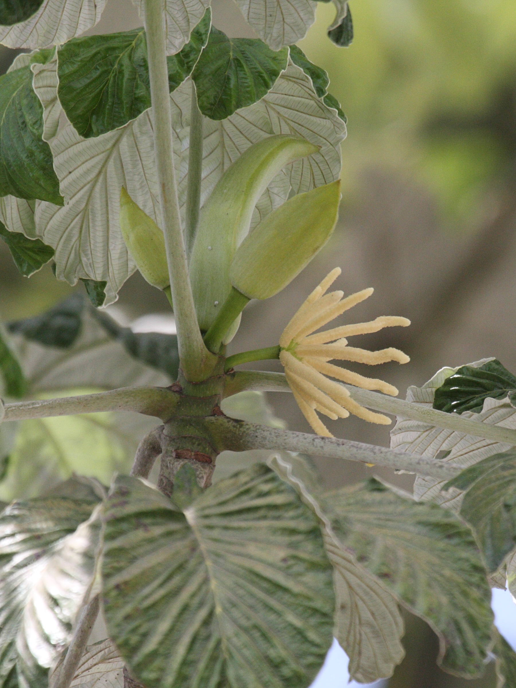 Afficher le média cecropia_schreberiana5bd cecropia_schreberiana5bd