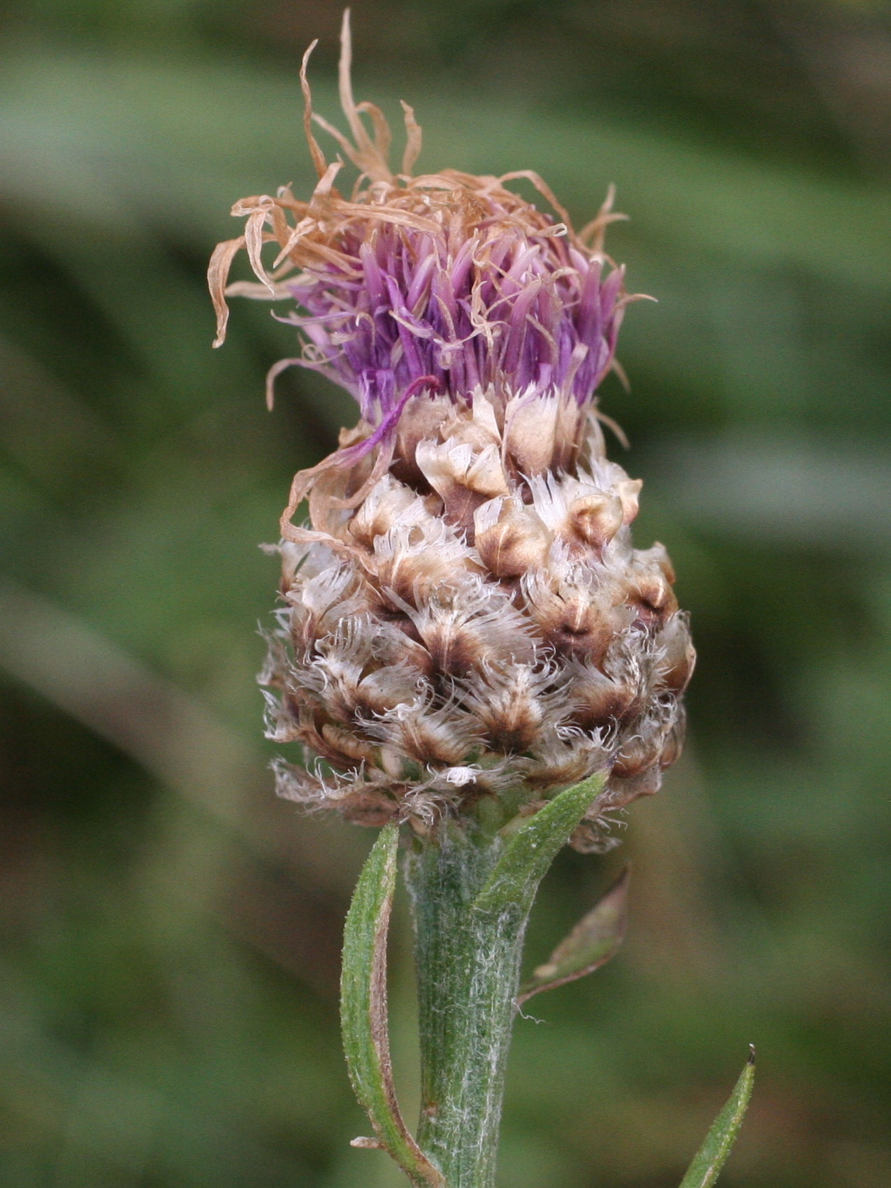 Afficher le média centaurea_decipiens_ruscinonensis2md centaurea_decipiens_ruscinonensis2md