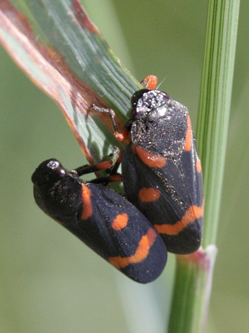 cercopis_intermedia1bd