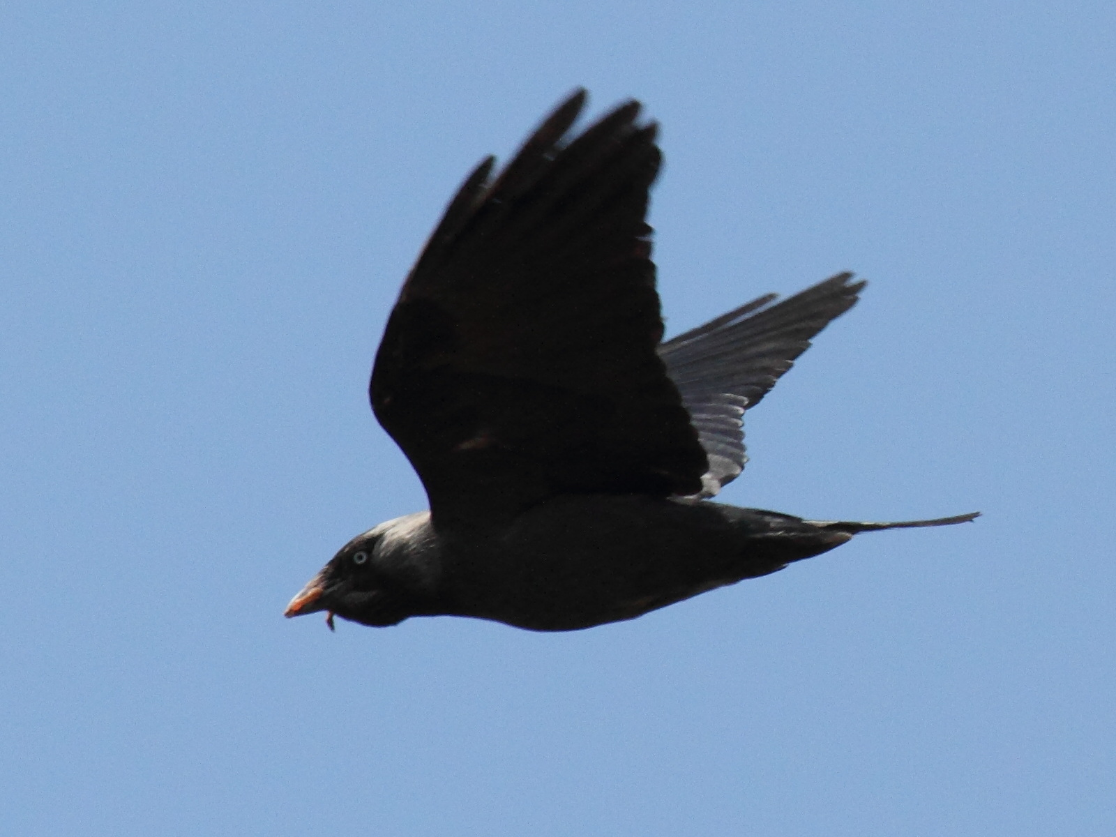 choucas_des_tours_-_corvus_monedula7bd