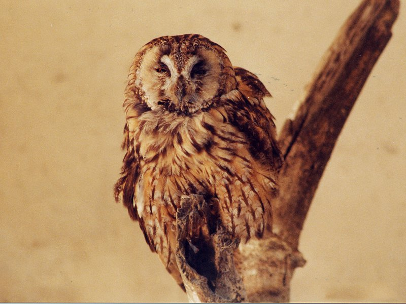 chouette_hulotte_-_strix_aluco3md