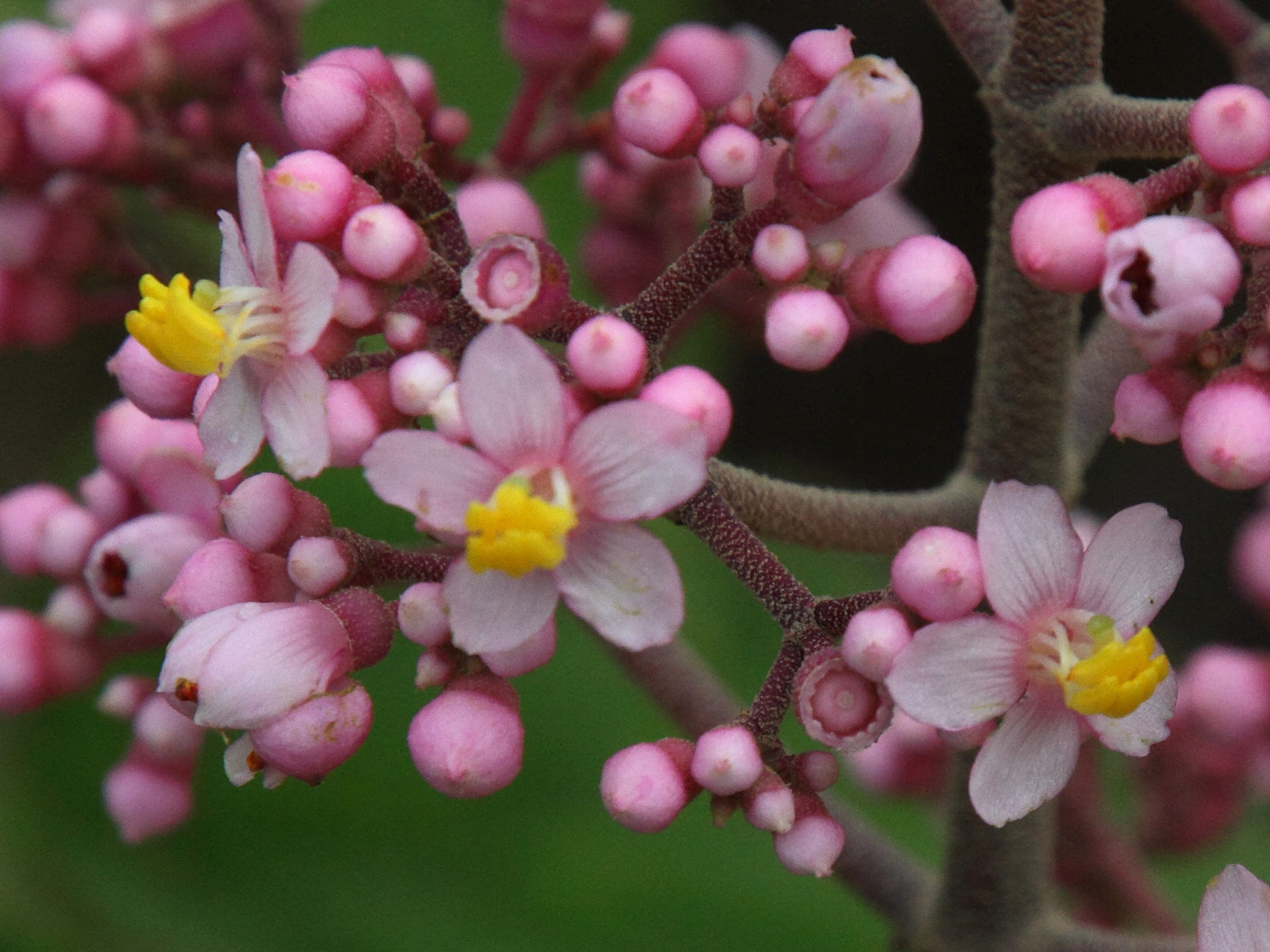 Afficher le média conostegia_subcrustulata3md conostegia_subcrustulata3md