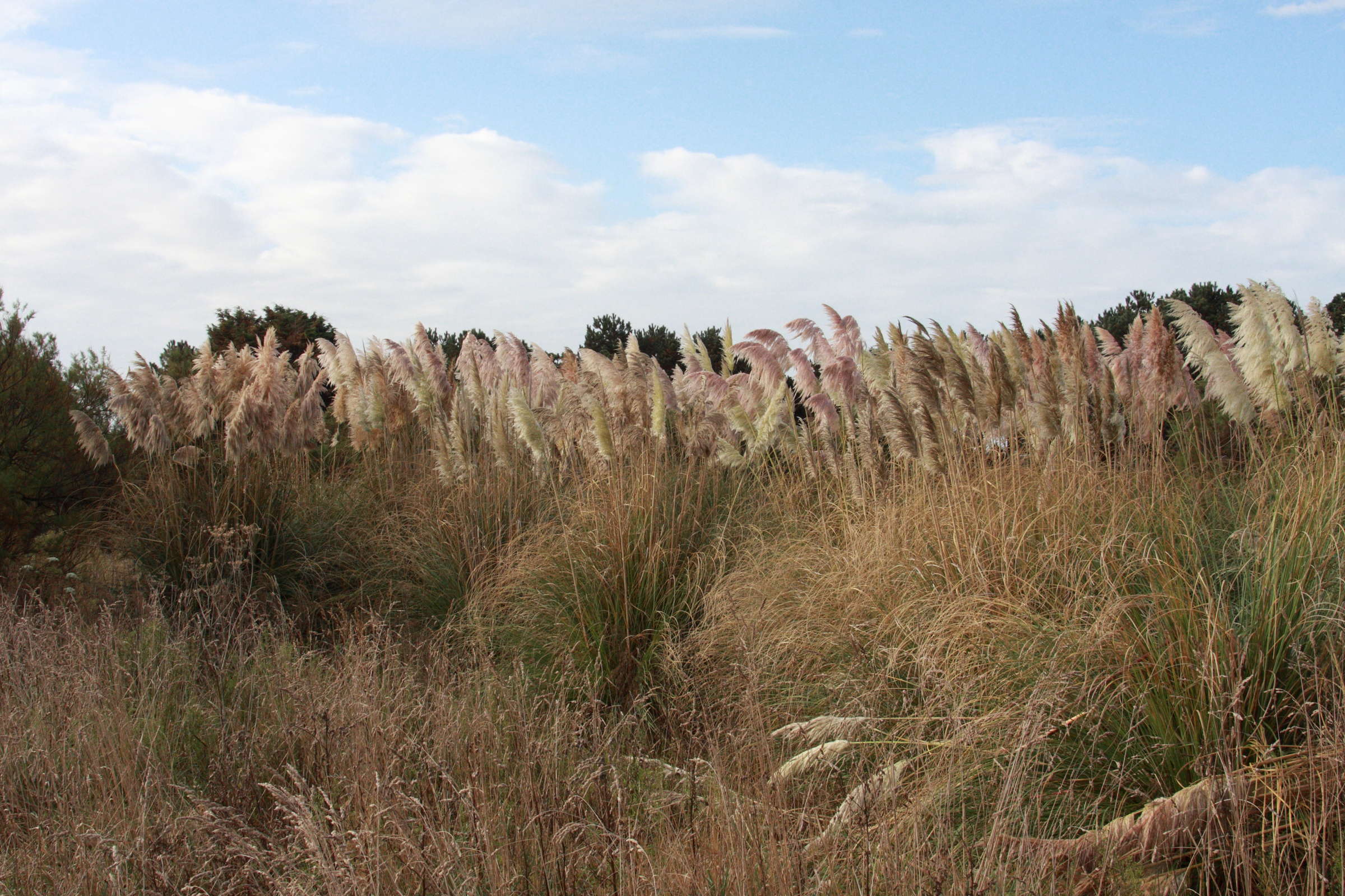 cortaderia_selloana6md