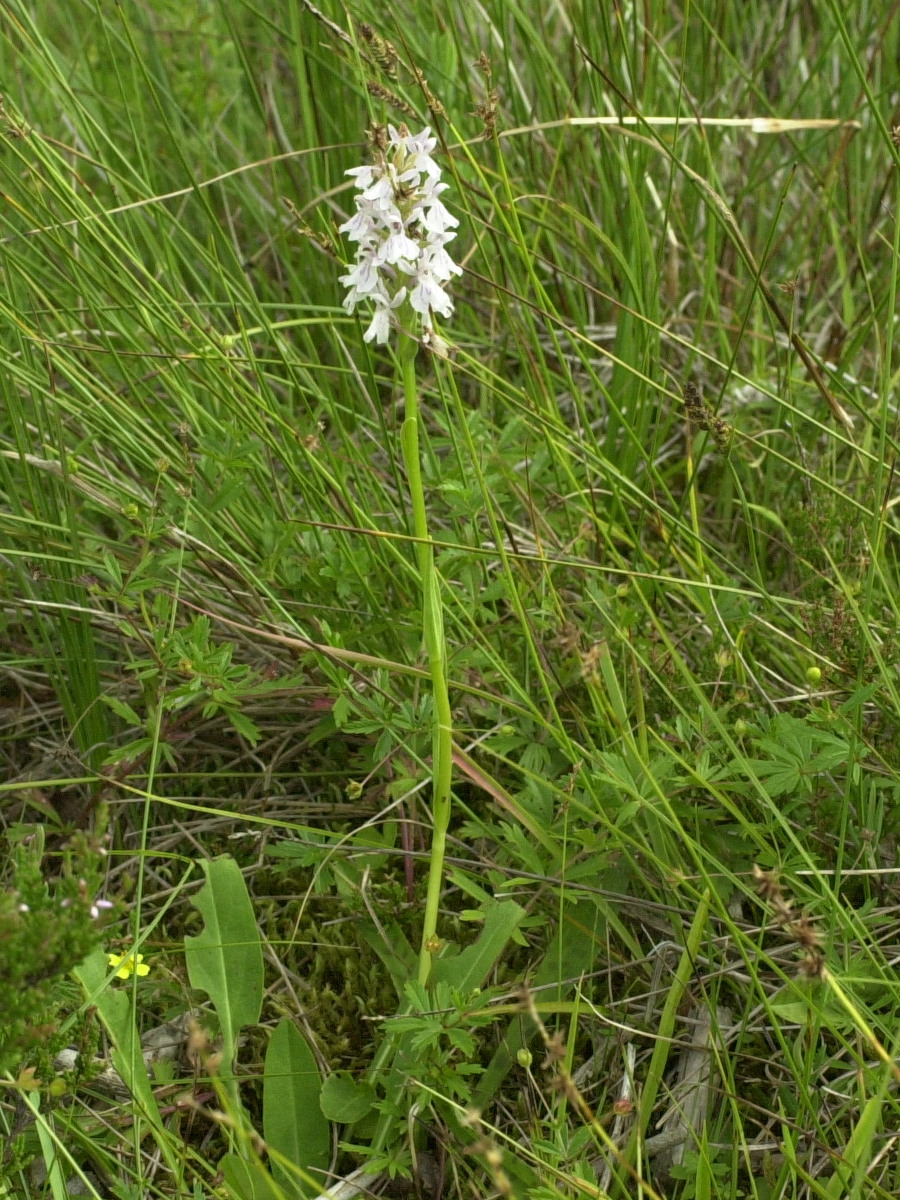 dactylorhiza_fuchsii1md