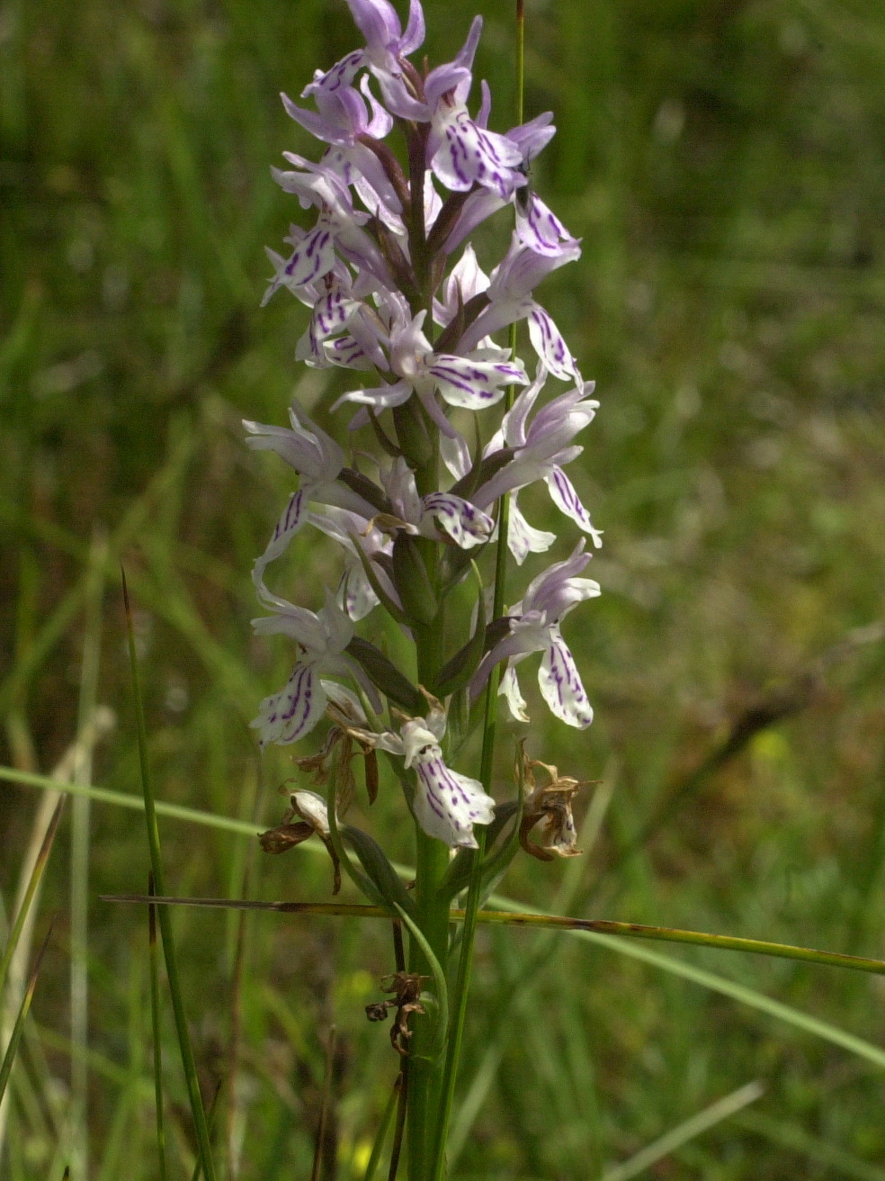 dactylorhiza_fuchsii3md
