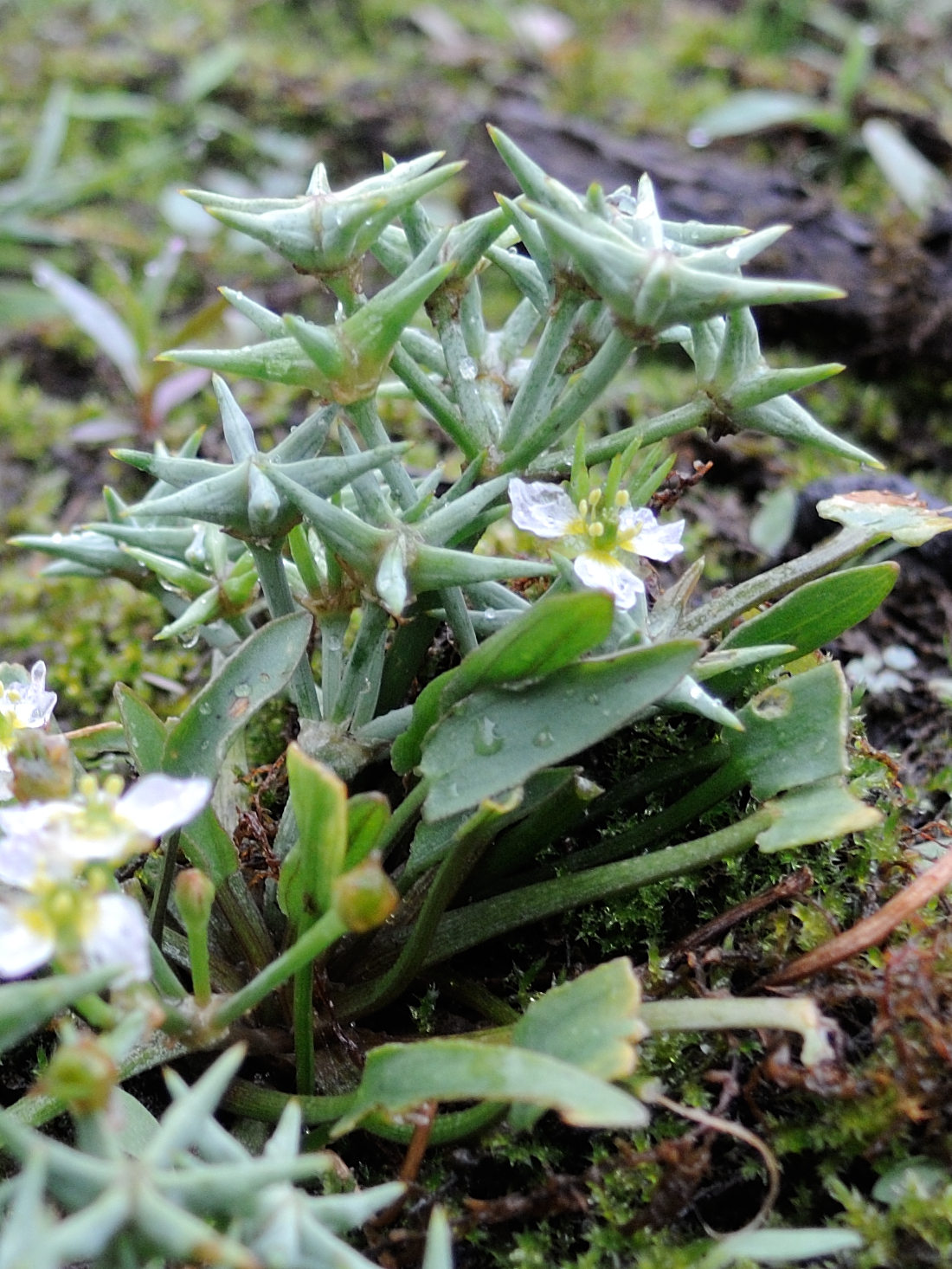 damasonium_alisma4md