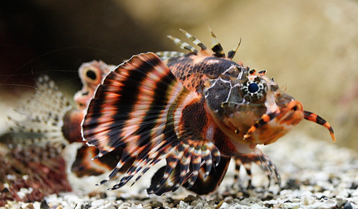 Afficher le média dendrochirus_biocellatus1md dendrochirus_biocellatus1md