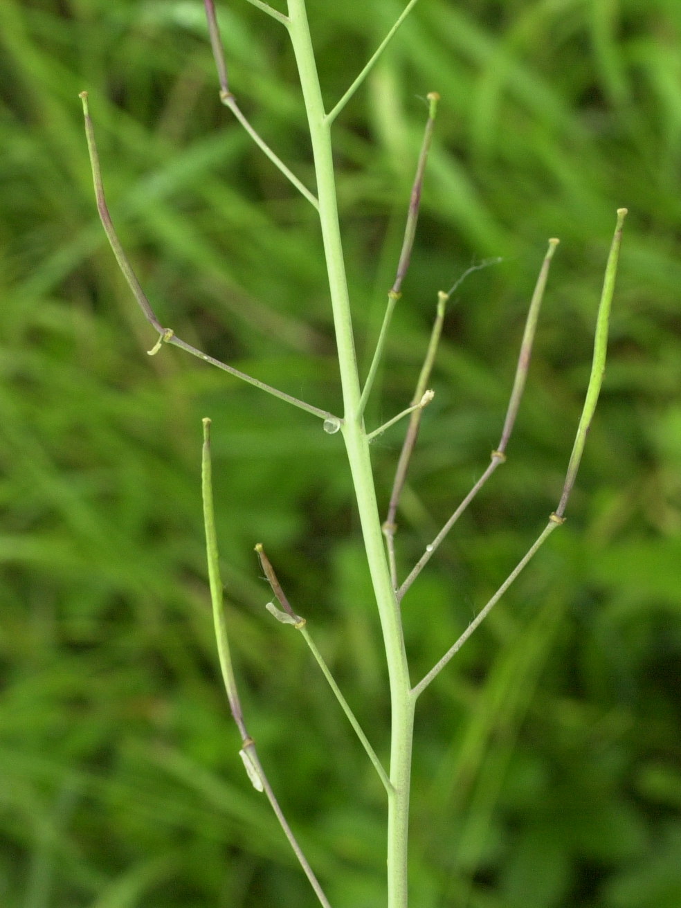 diplotaxis_tenuifolia4md